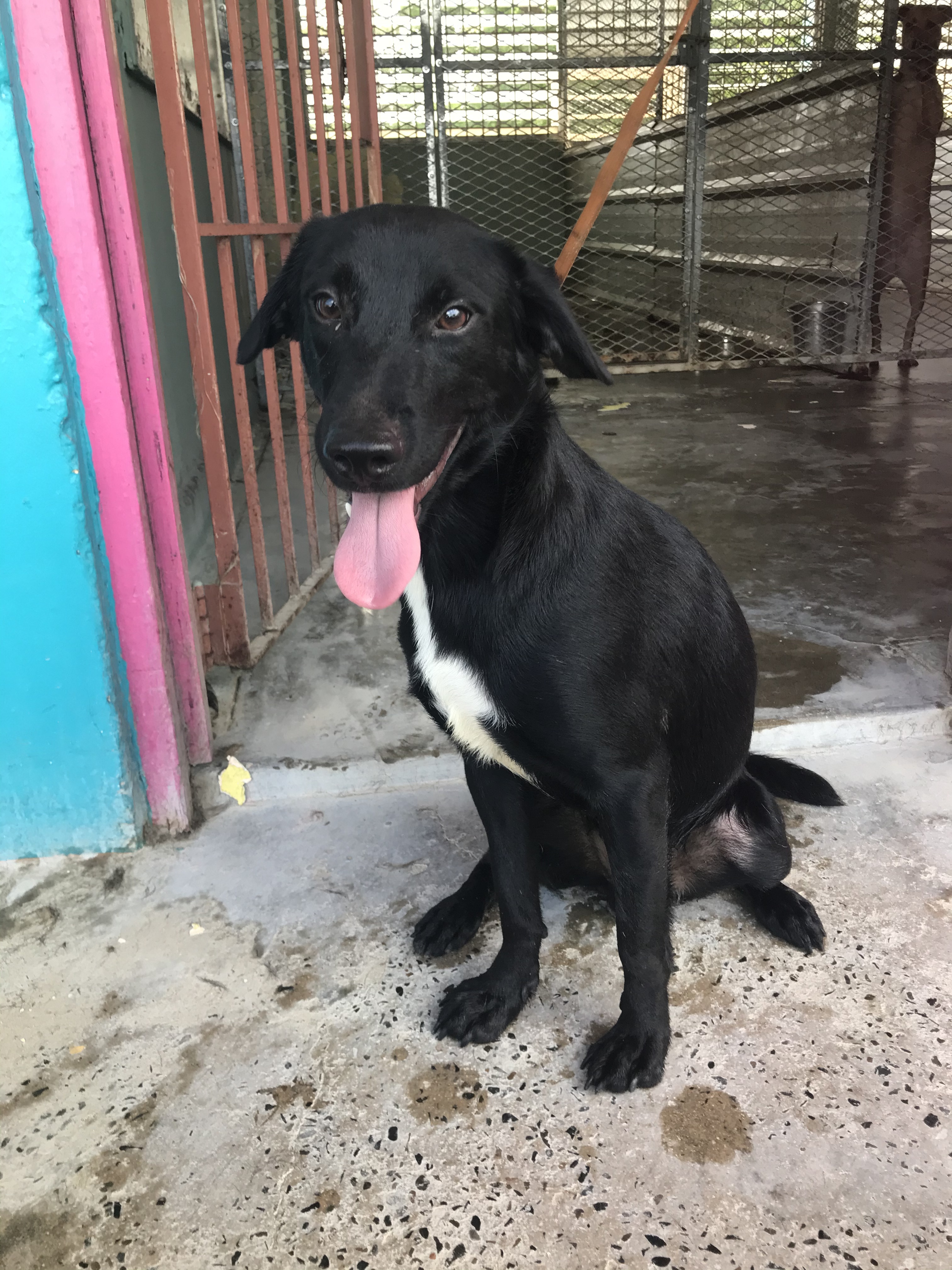 Enlarge Nino, a Adoptable mixed breed in San Juan, PR image 2/4