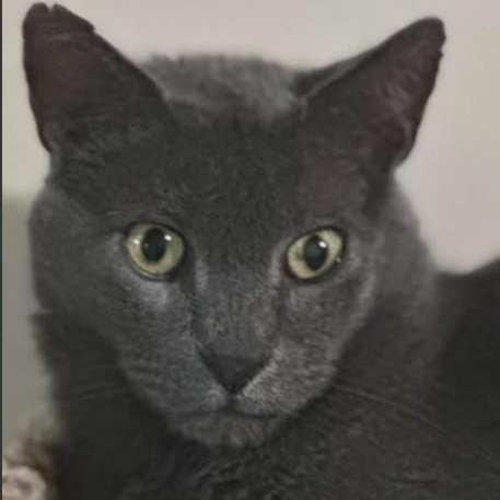 Enlarge Toby, a Adoptable Russian Blue in Duette, FL image 2/3