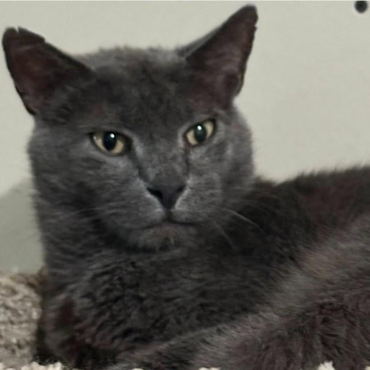 Toby, Adoptable, Adult Male Russian Blue.