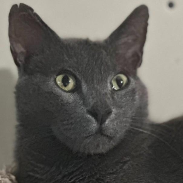 Enlarge Toby, a Adoptable Russian Blue in Duette, FL image 3/3