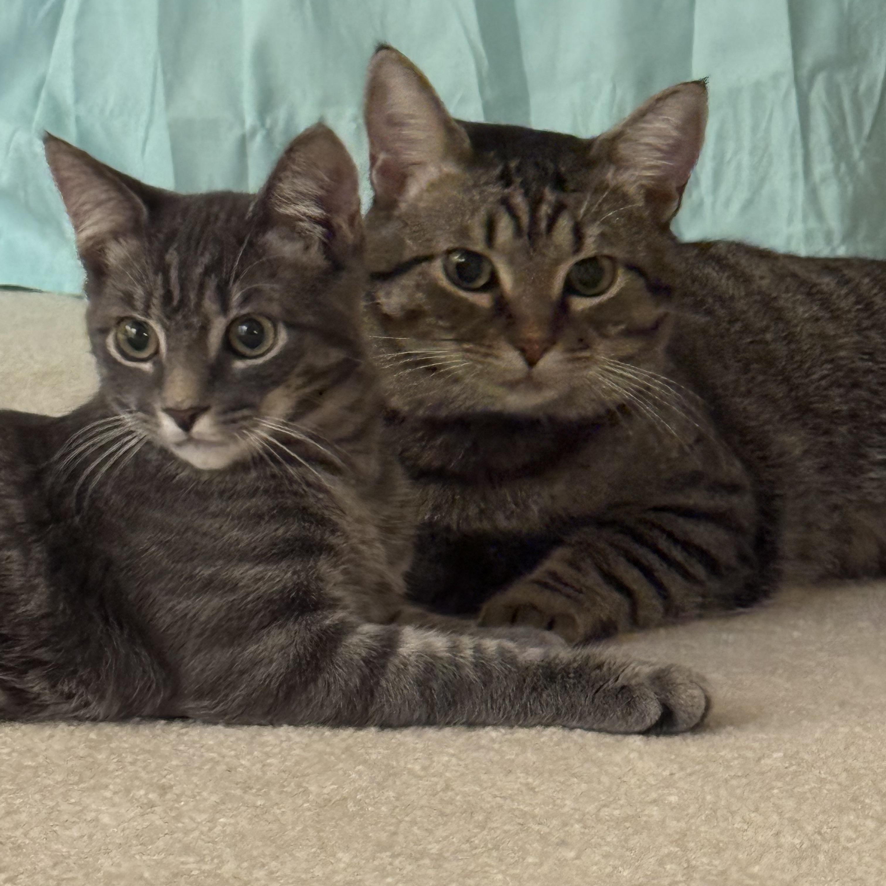 Milo and Misty, a Adoptable Tabby in Mauldin, SC image 2/6