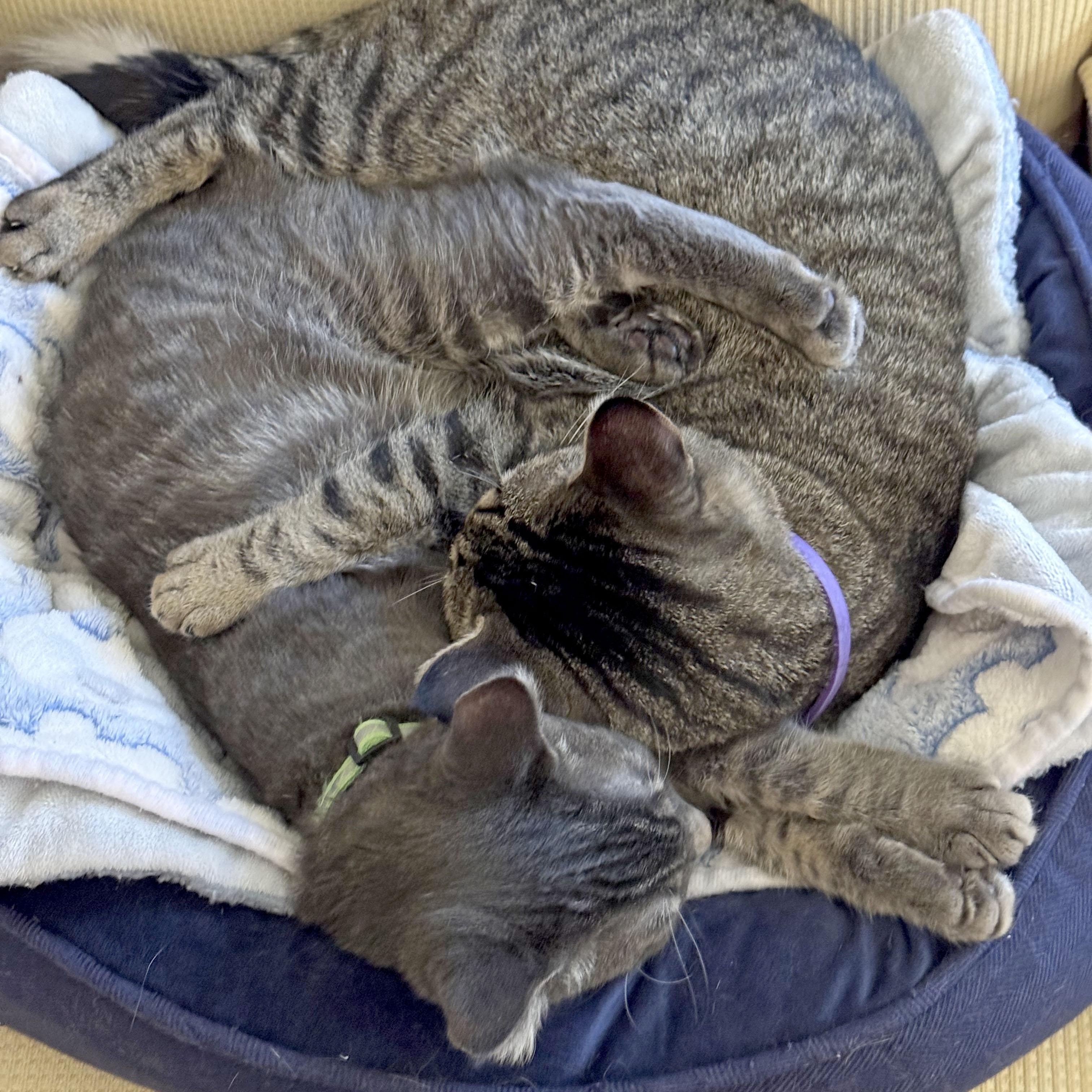 Milo and Misty, Adoptable, Young Male Tabby.