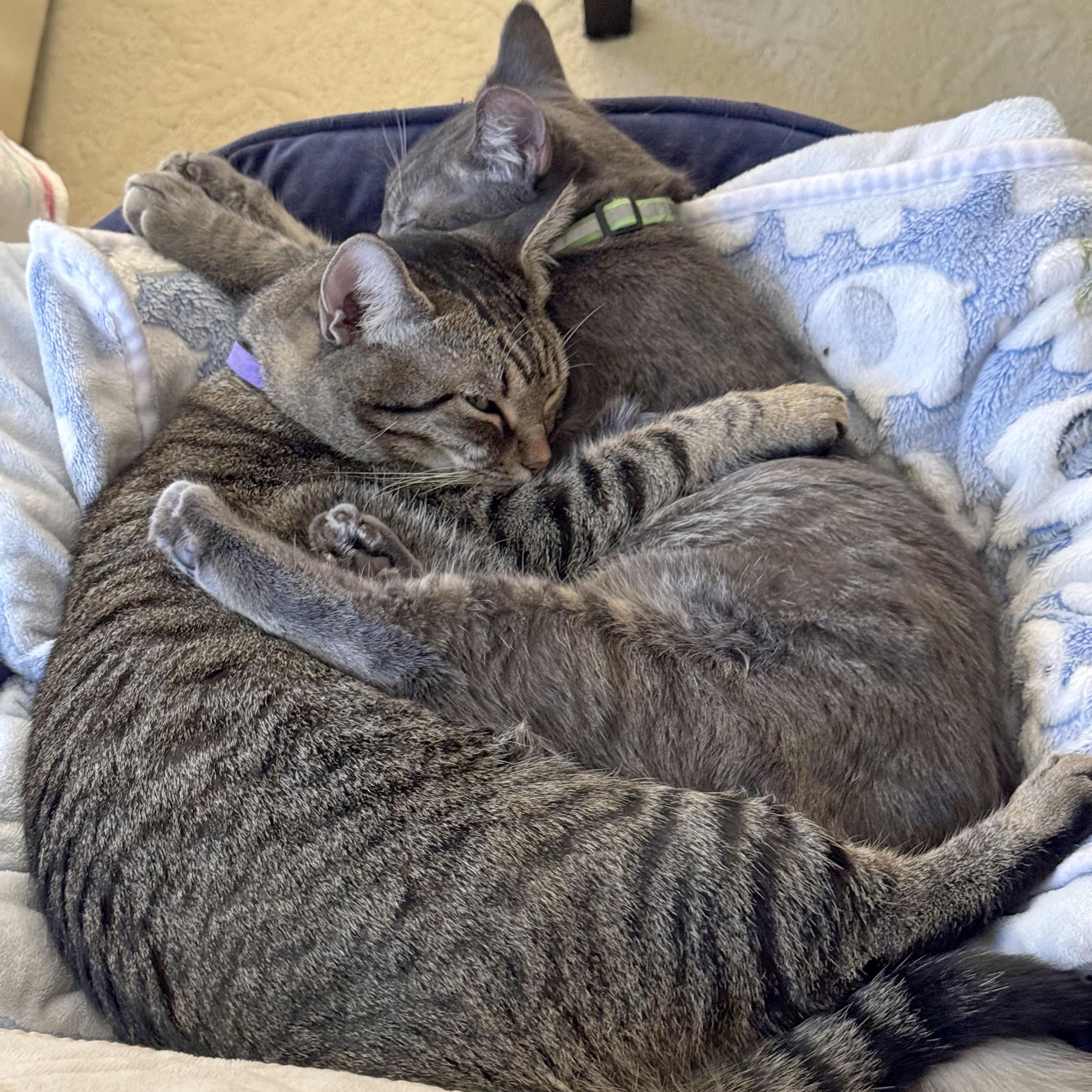 Milo and Misty, a Adoptable Tabby in Mauldin, SC image 6/6