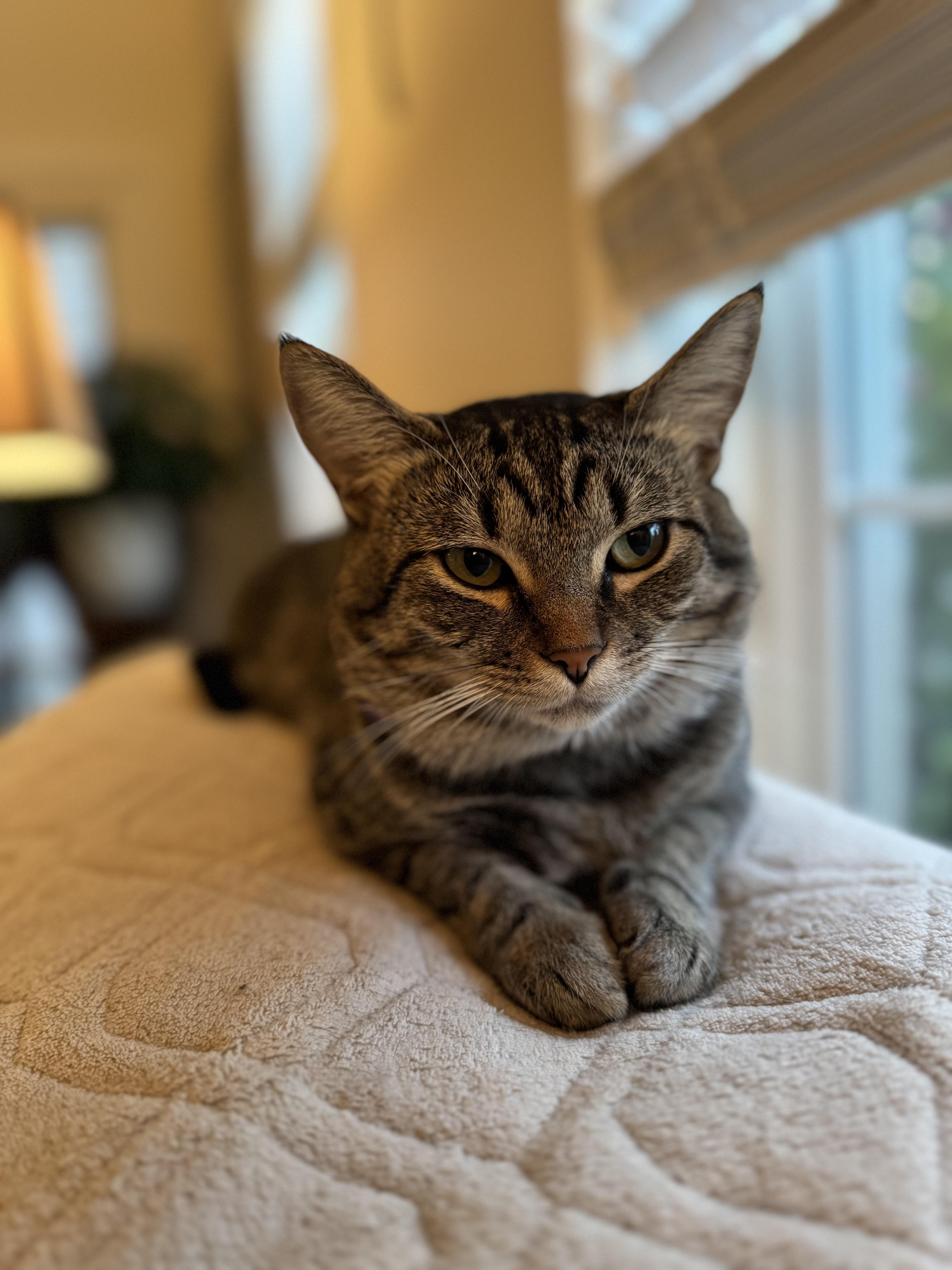 Milo and Misty, a Adoptable Tabby in Mauldin, SC image 5/6