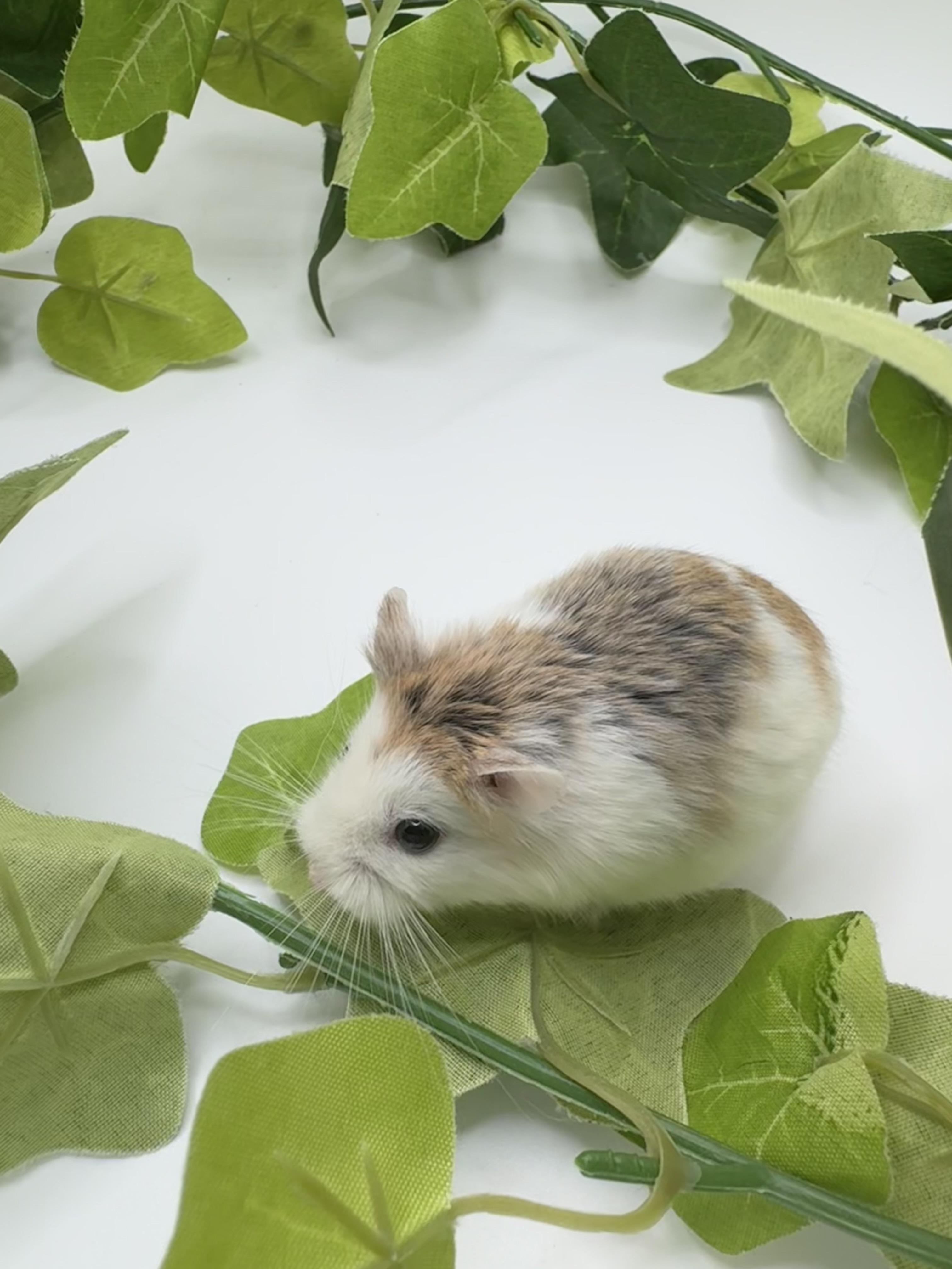 Willow, a Adopted mixed breed in Springfield, OR image 1/3