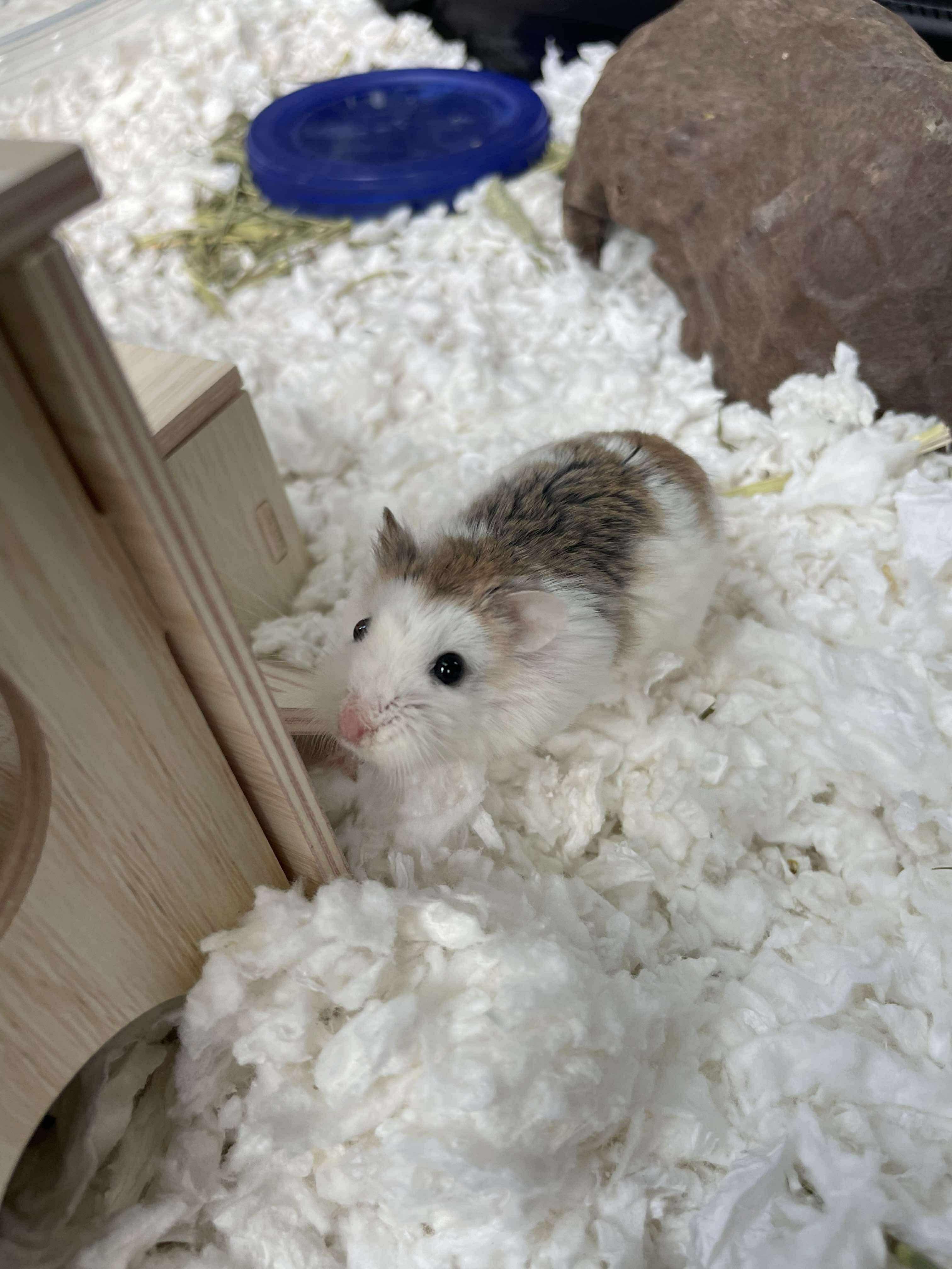 Willow, a Adopted mixed breed in Springfield, OR image 3/3