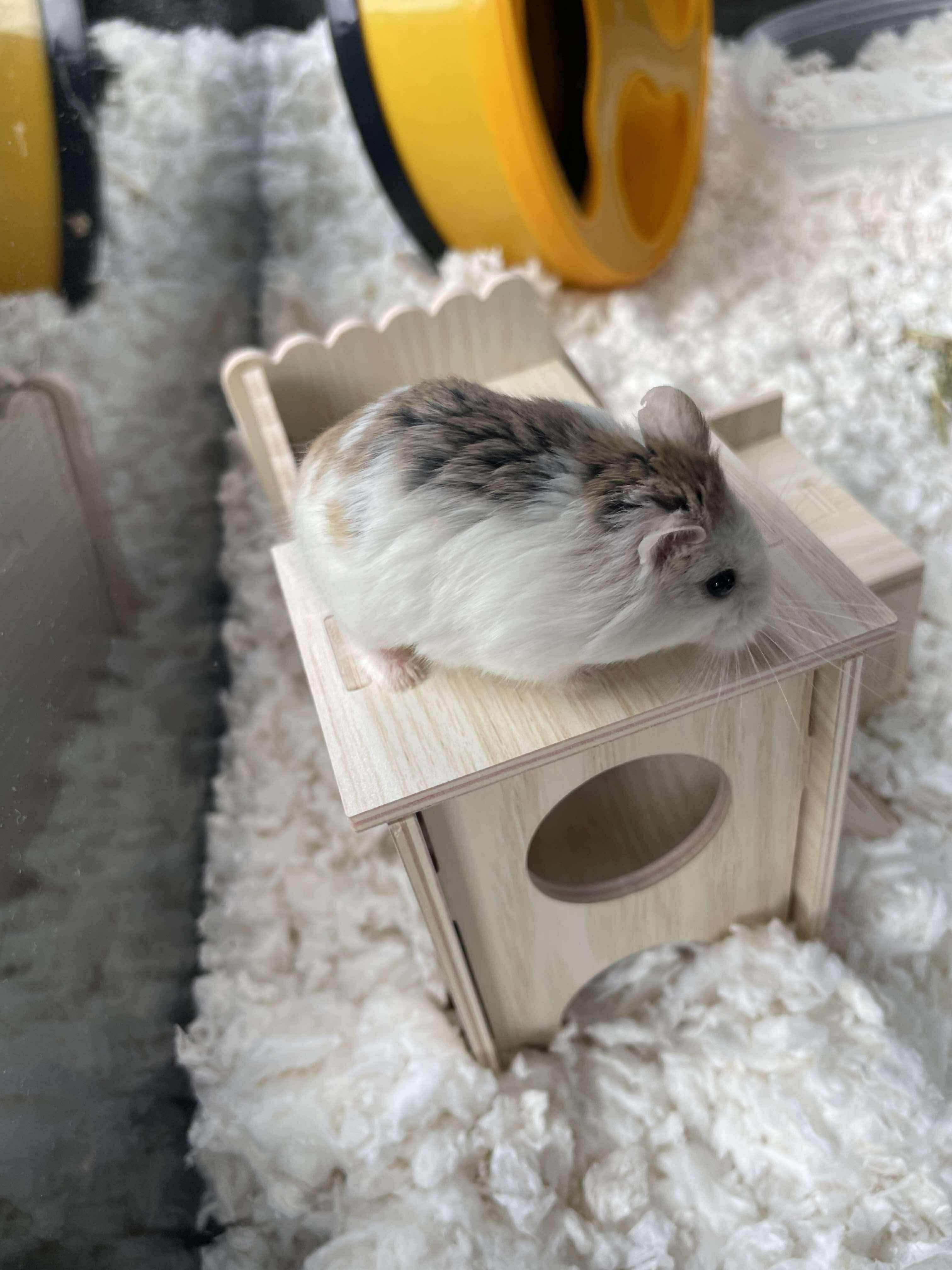 Willow, a Adopted mixed breed in Springfield, OR image 2/3