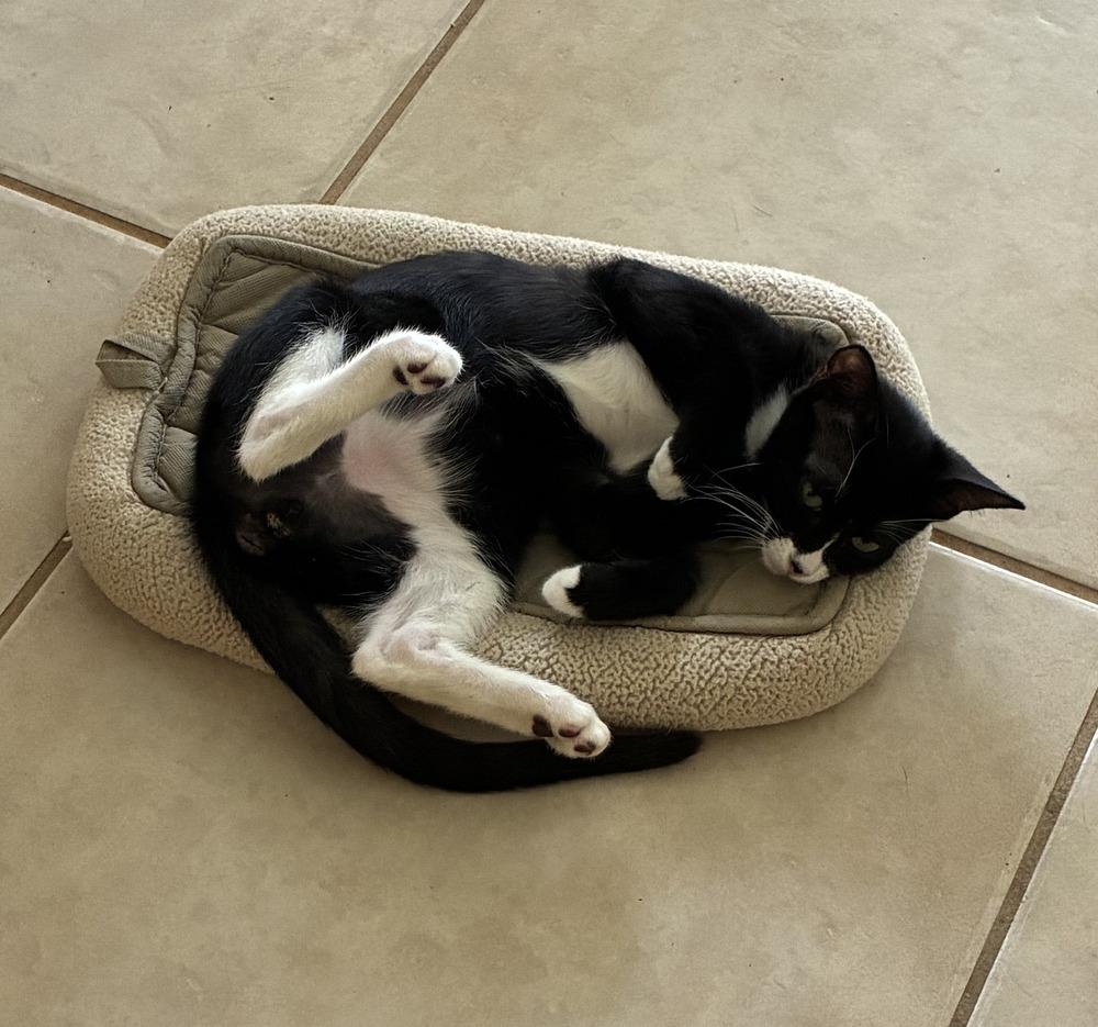 Cody, Adoptable, Kitten Male Domestic Short Hair.
