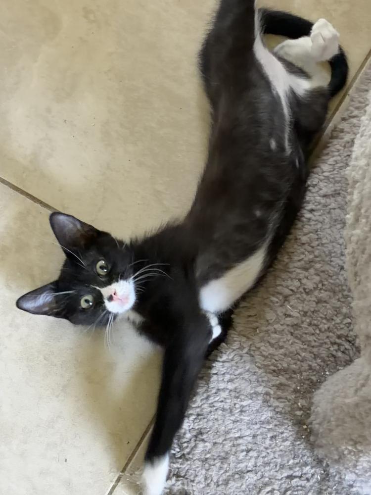 Enlarge Cody, a Adoptable Domestic Short Hair in Hudson, NH image 2/2