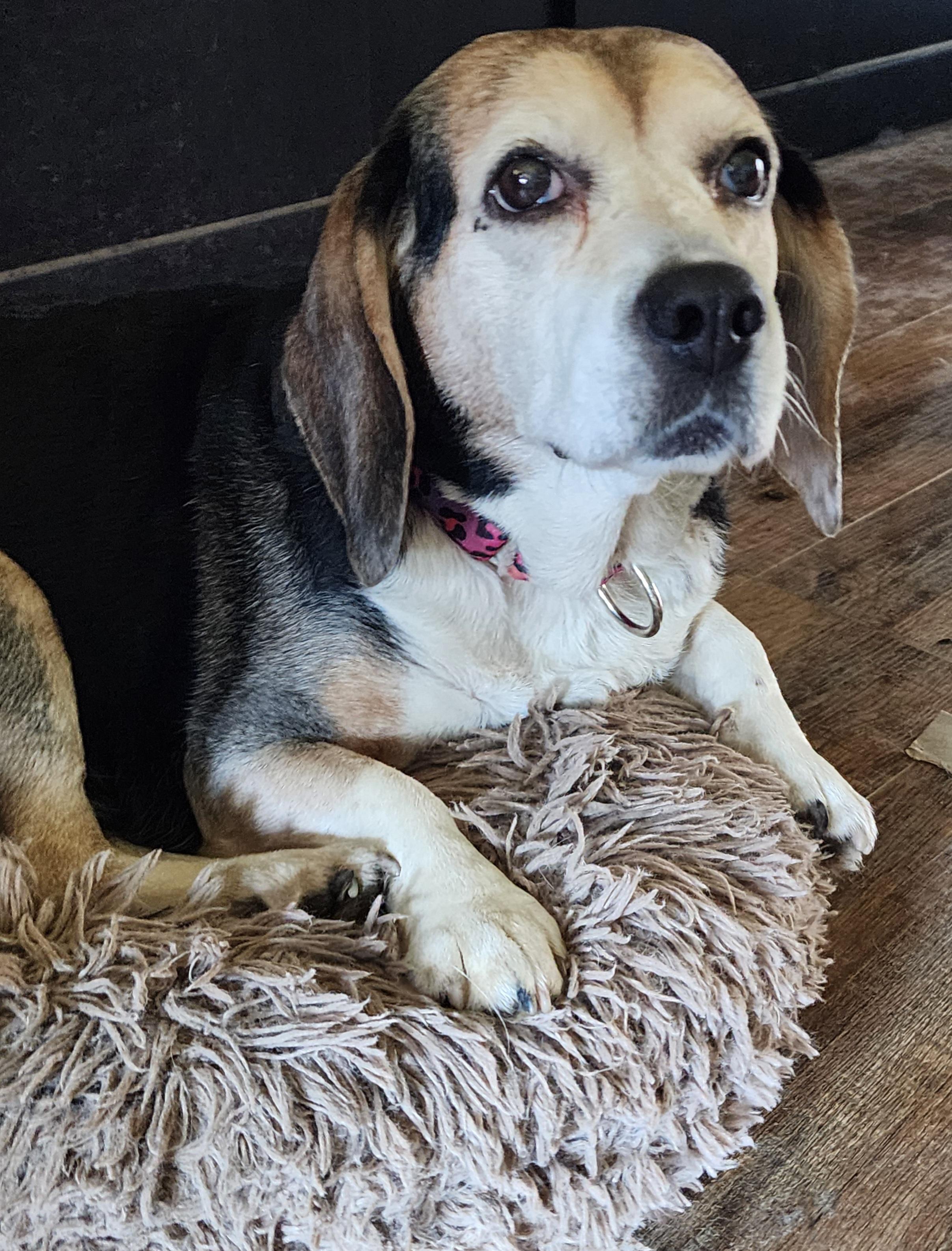 Betty the Beagle, adopted, Senior Female Beagle.