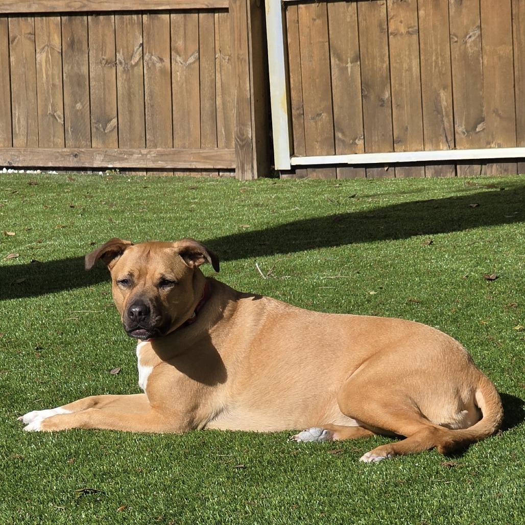 Enlarge Annie, a Adoptable Mixed Breed in Jacksonville Beach, FL image 2/5