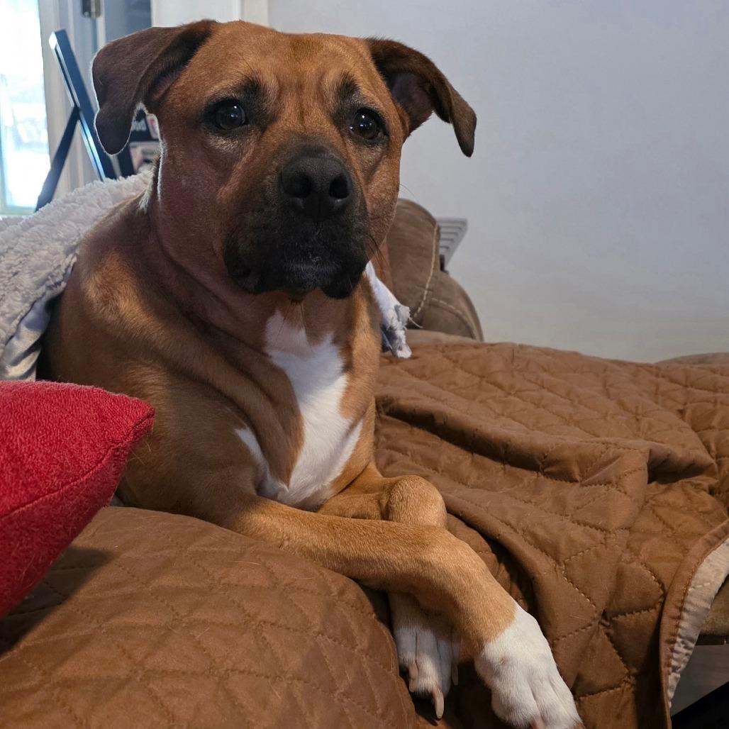 Enlarge Annie, a Adoptable Mixed Breed in Jacksonville Beach, FL image 5/5