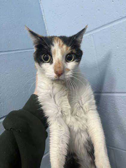 Suzie, Adoptable, Adult Female Domestic Short Hair & Domestic Short Hair.