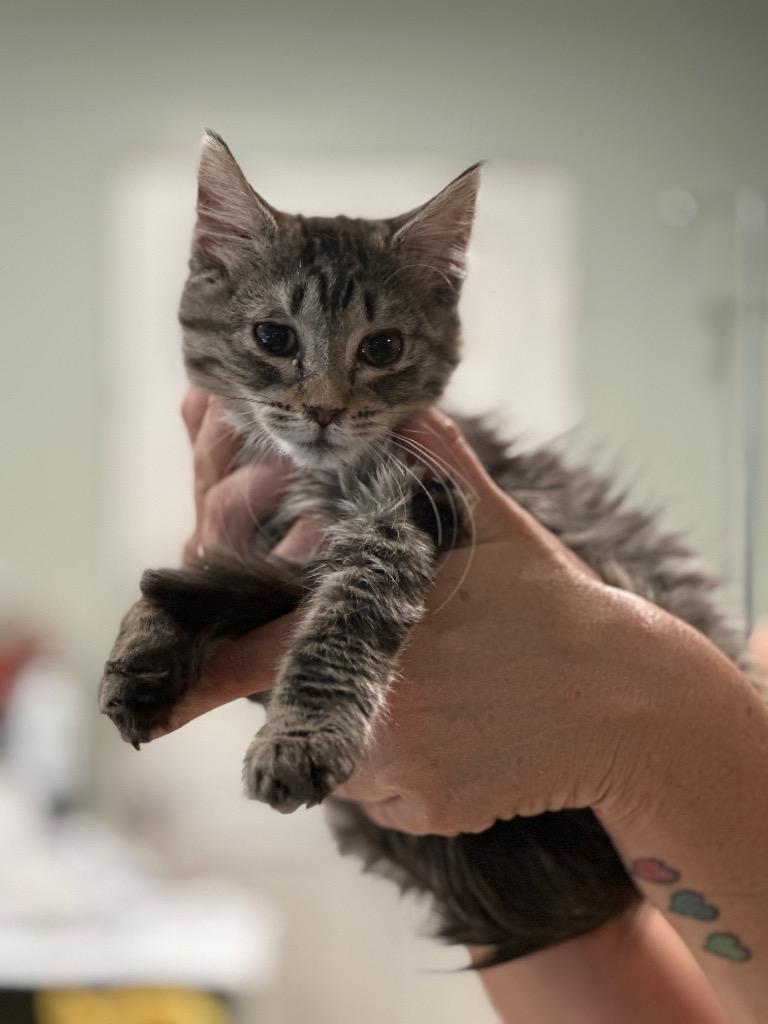 Enlarge Gypsy, a Adoptable Domestic Medium Hair in warrenville, SC image 1/1