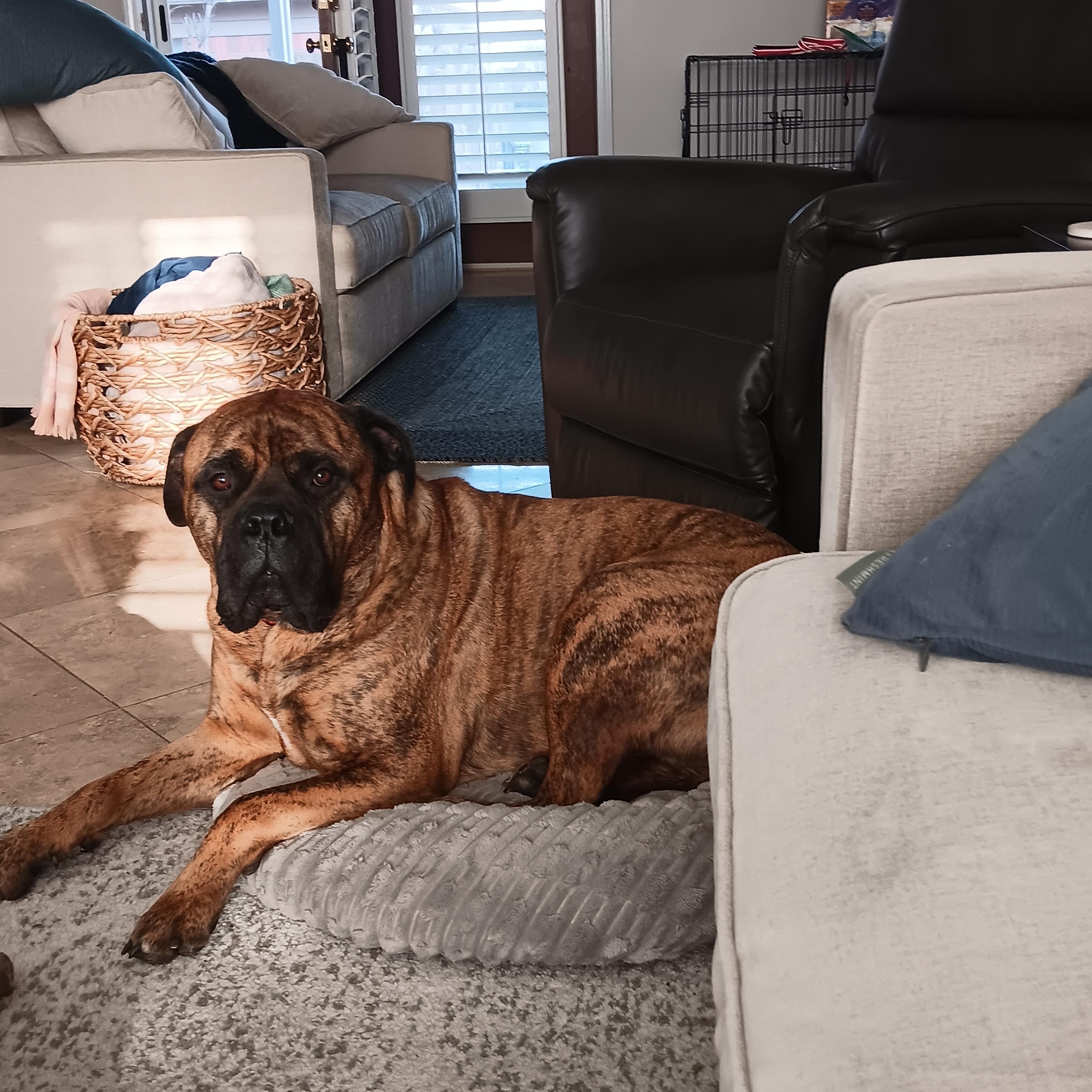 Enlarge Waylon -TN, a ADOPTABLE Bullmastiff in Memphis , TN image 2/5