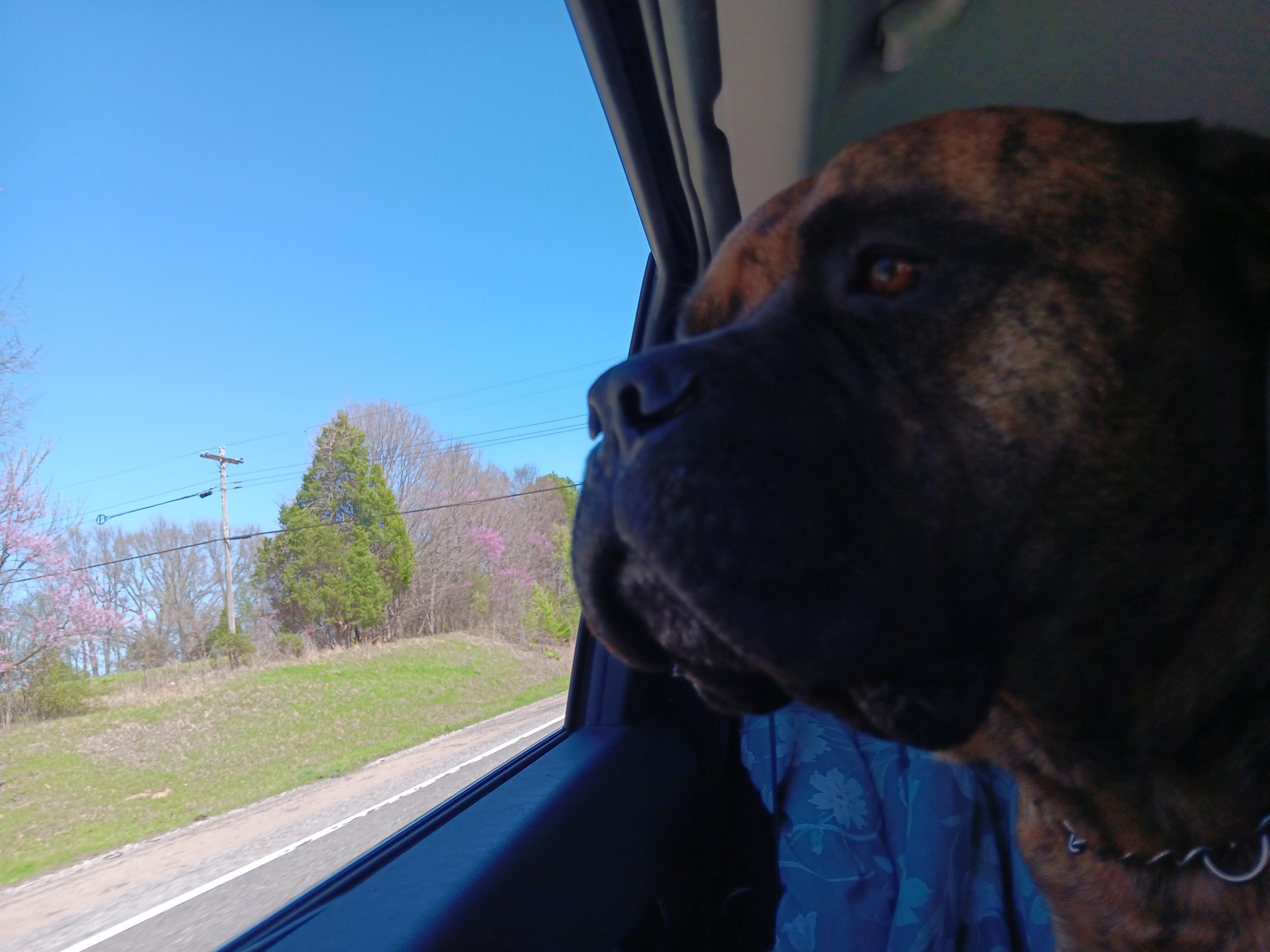 Enlarge Waylon -TN, a ADOPTABLE Bullmastiff in Memphis , TN image 4/5