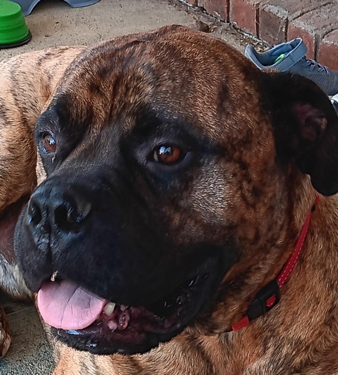Waylon -TN, ADOPTABLE, Adult Male Bullmastiff.