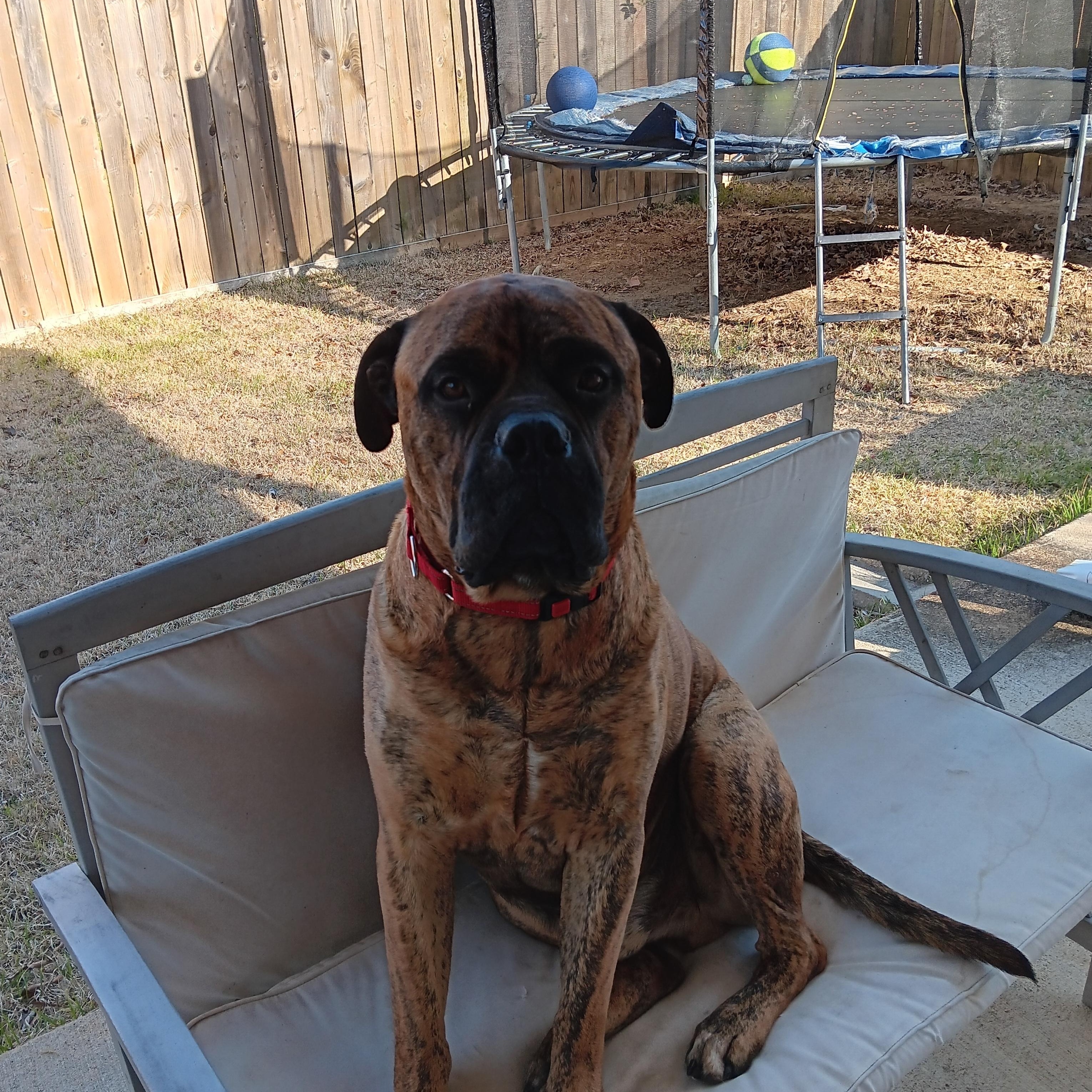 Enlarge Waylon -TN, a ADOPTABLE Bullmastiff in Memphis , TN image 3/5
