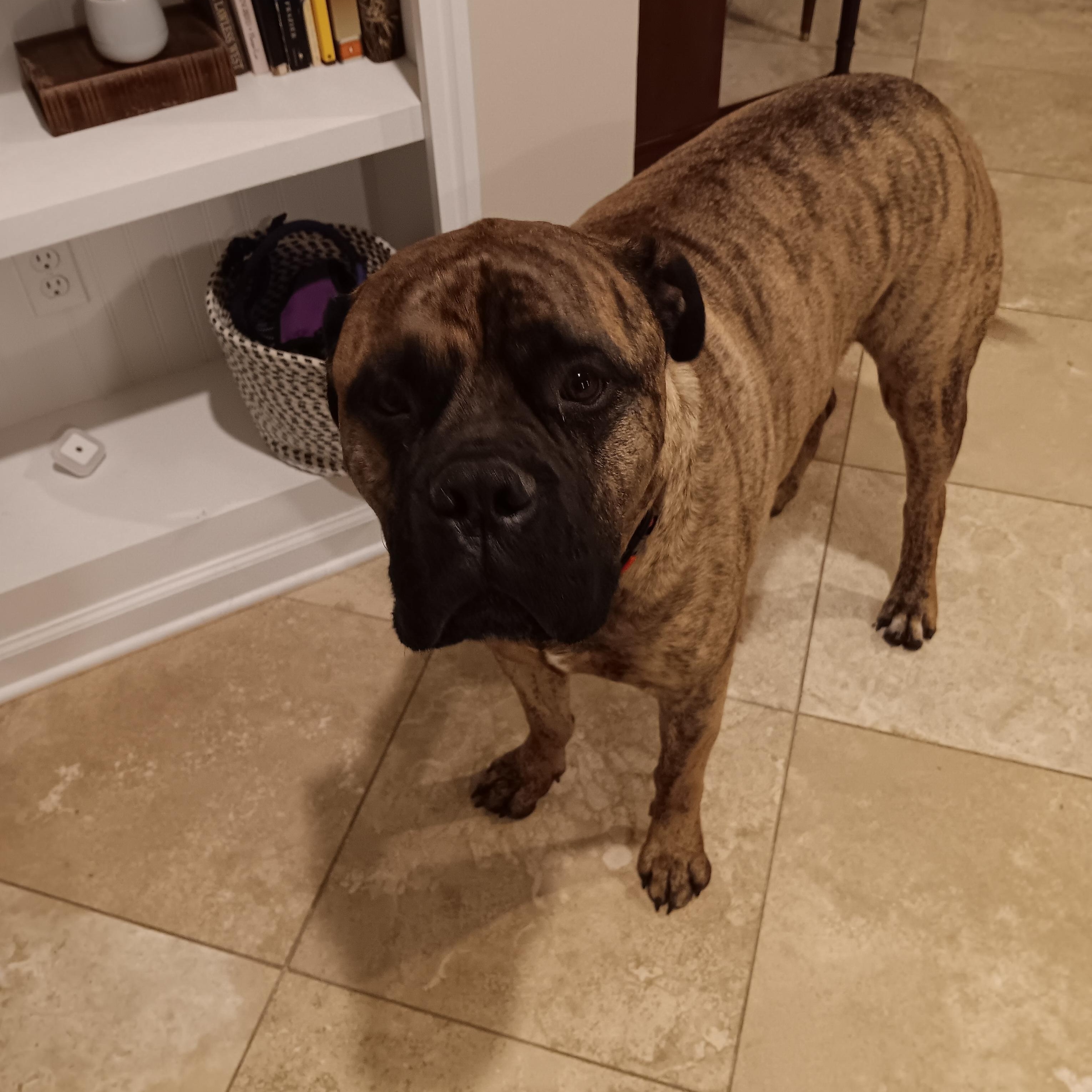 Enlarge Waylon -TN, a ADOPTABLE Bullmastiff in Memphis , TN image 5/5