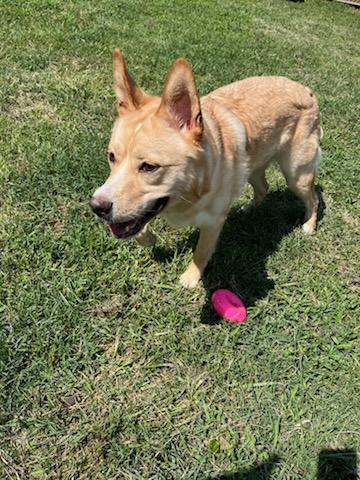 Carhartt, Adult Male Shepherd
