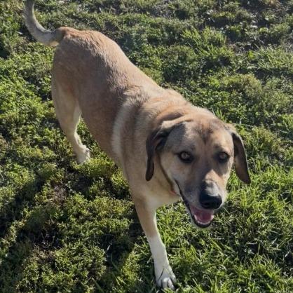 Enlarge Ellie, a Adoptable mixed breed in Minneapolis, MN image 1/1