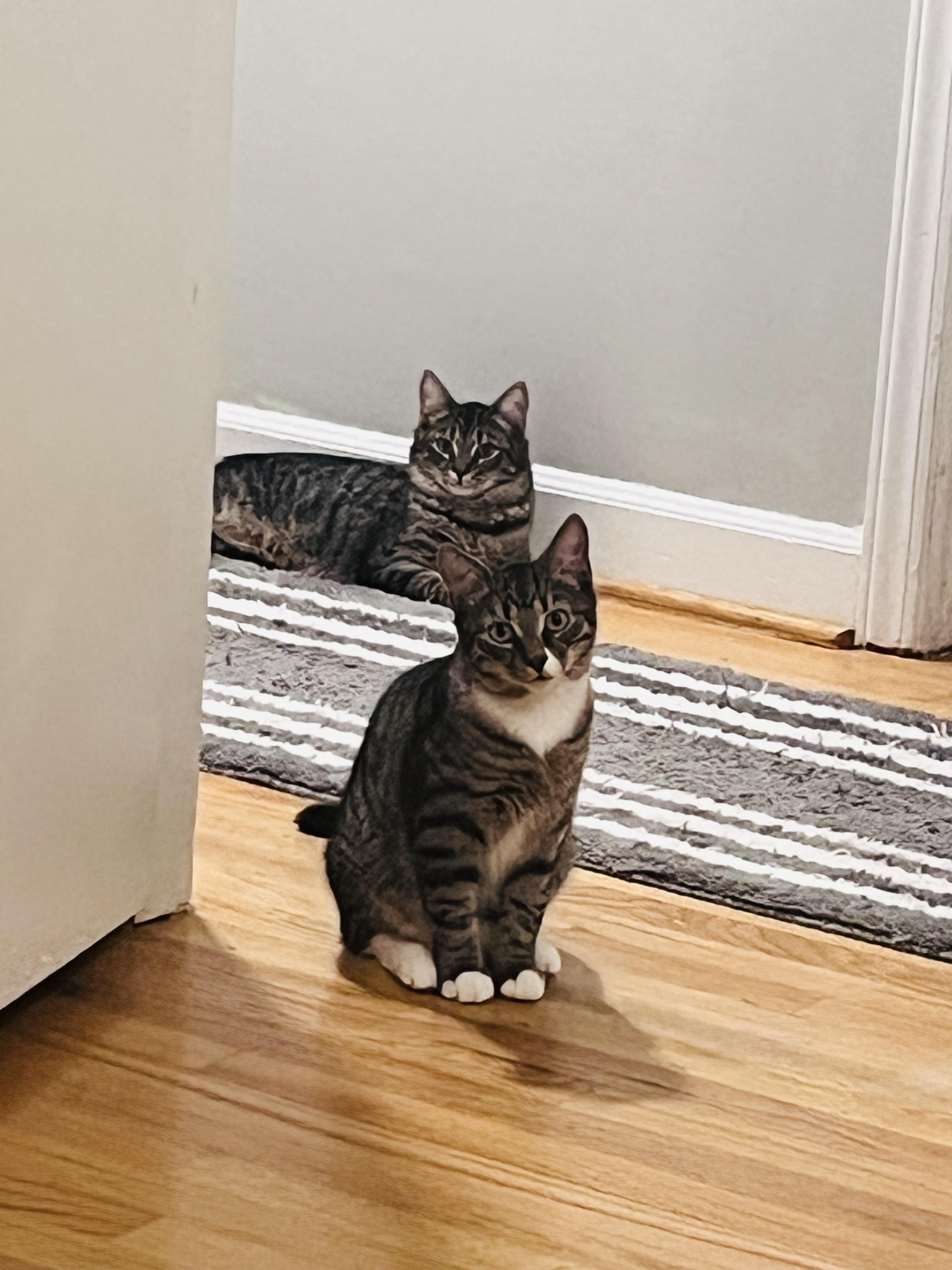 Enlarge Astro, a Adoptable Domestic Medium Hair in Columbia, SC image 1/3