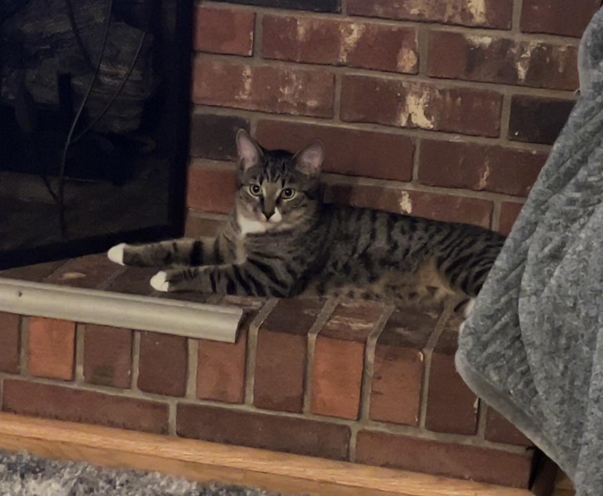 Astro, Adoptable, Young Male Domestic Medium Hair.