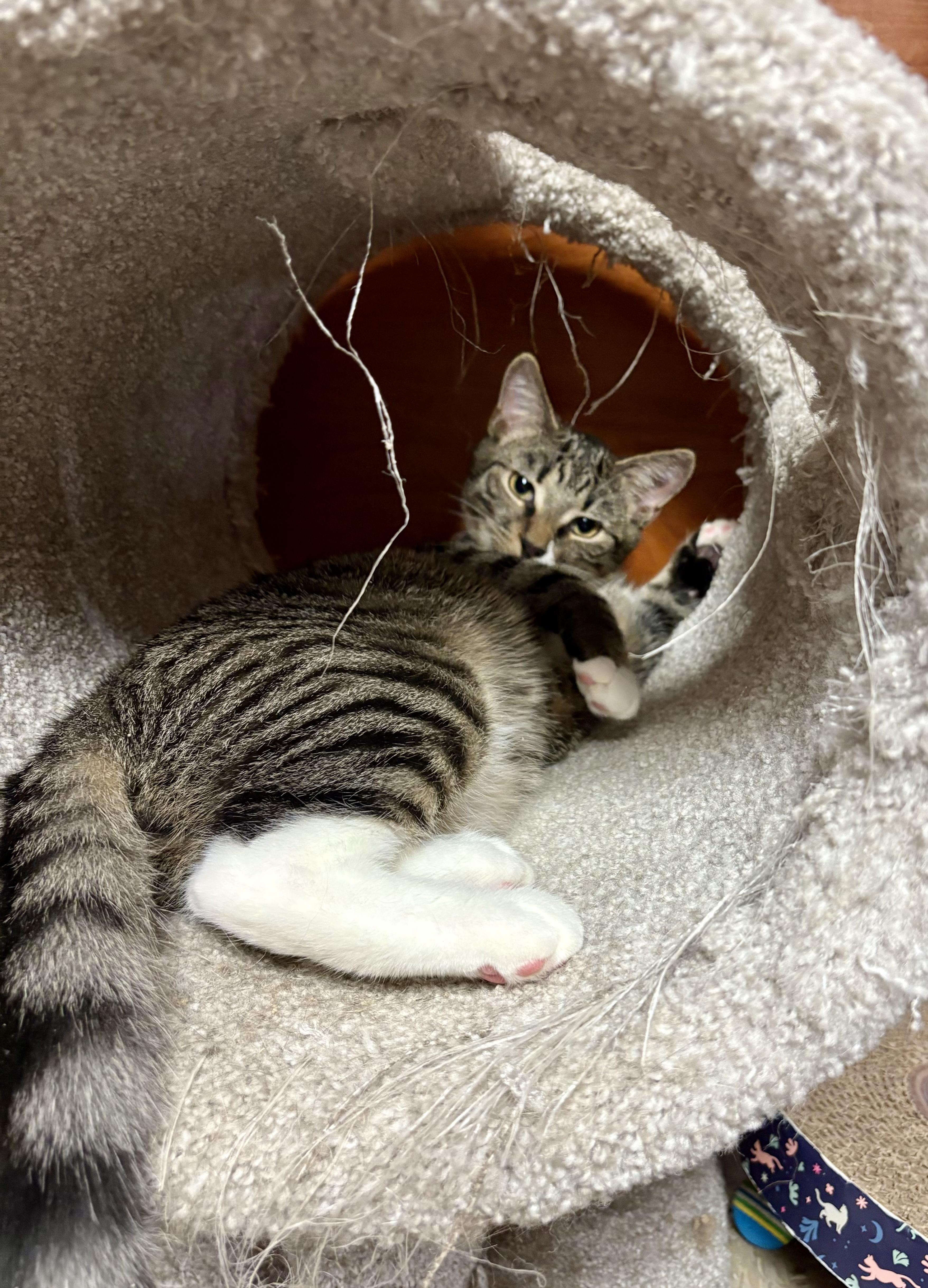 Enlarge Astro, a Adoptable Domestic Medium Hair in Columbia, SC image 3/3
