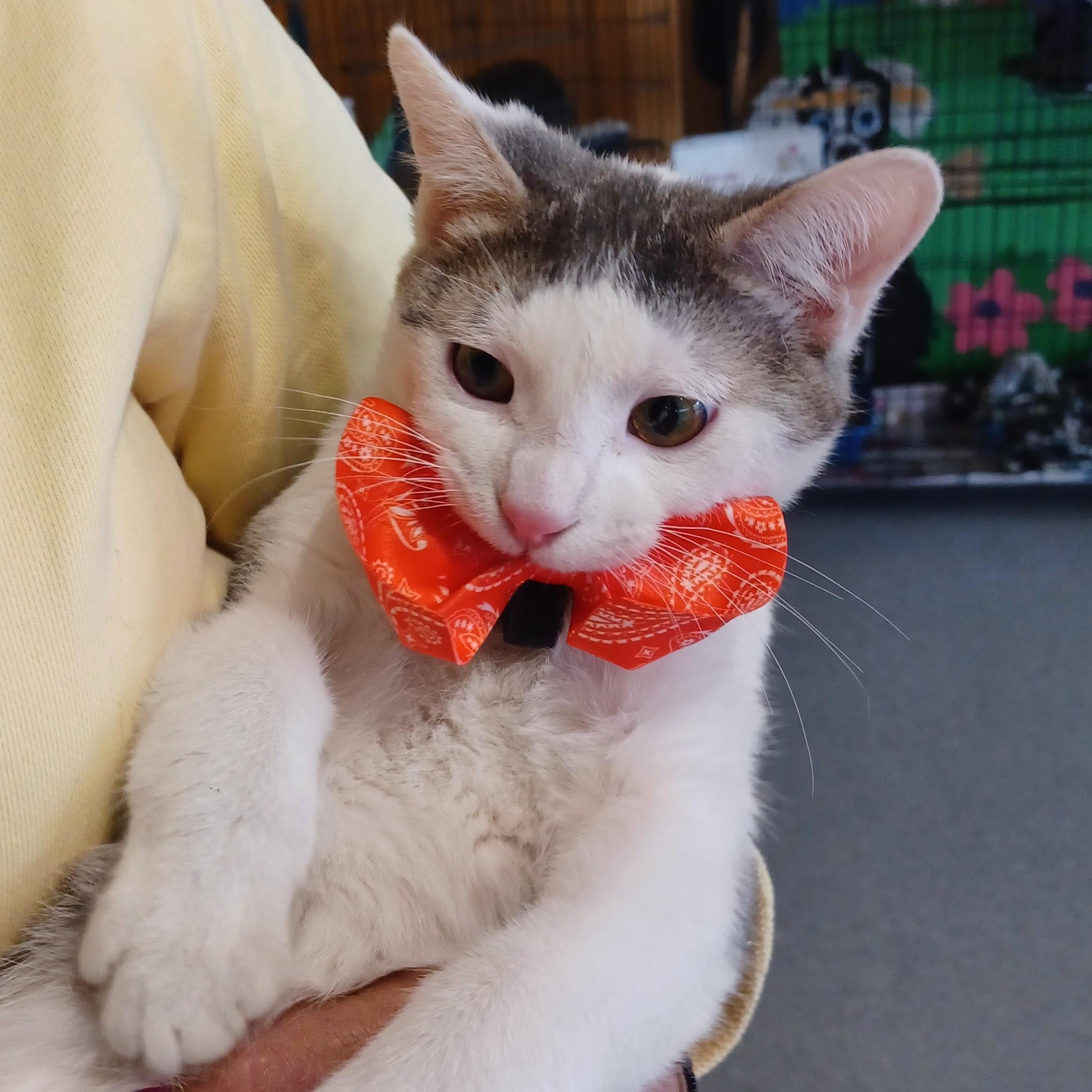 Enlarge Mike Tyson, a Adoptable Domestic Short Hair in Madison Heights, MI image 1/1