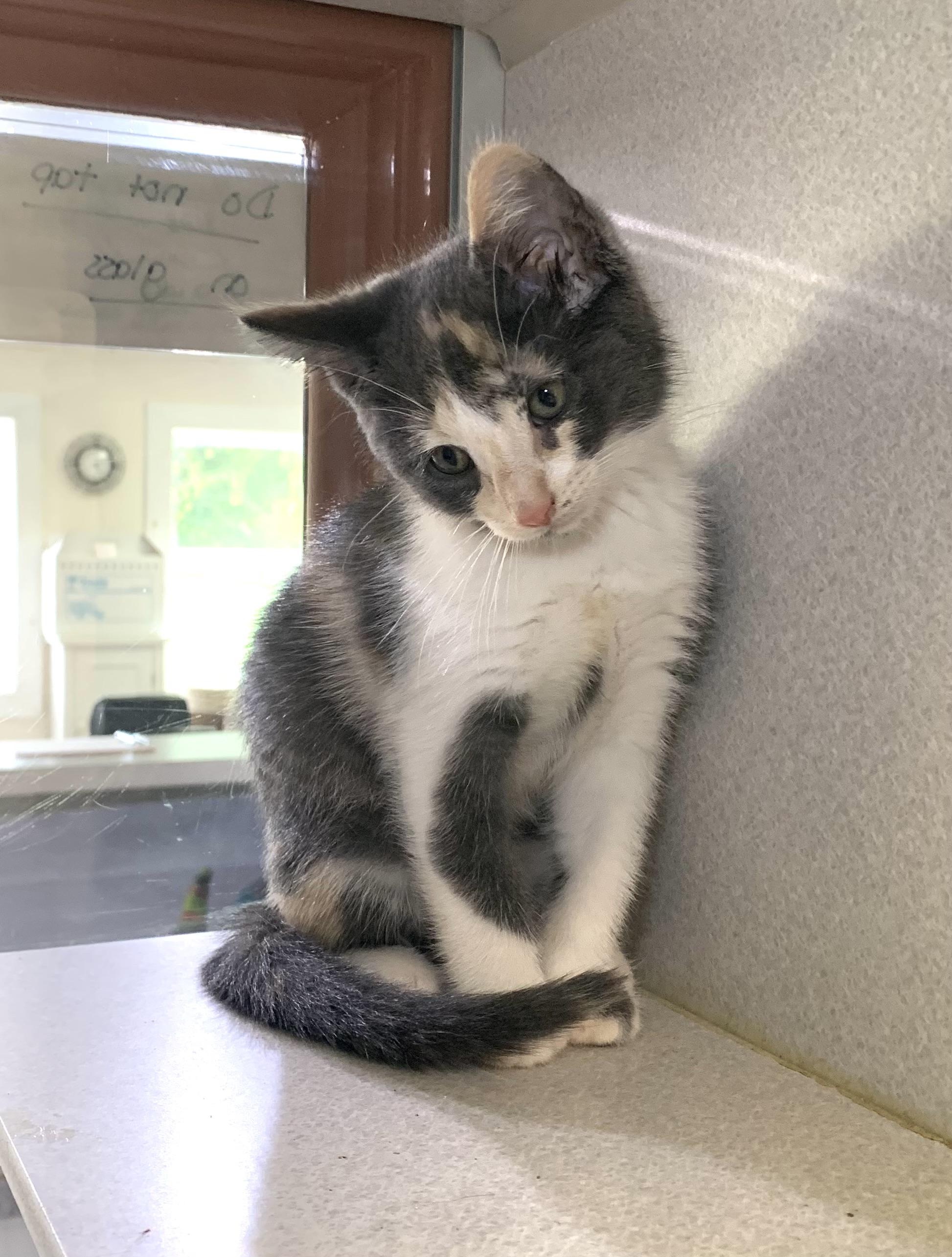 Matcha, a ADOPTABLE mixed breed in Massena, NY image 3/3