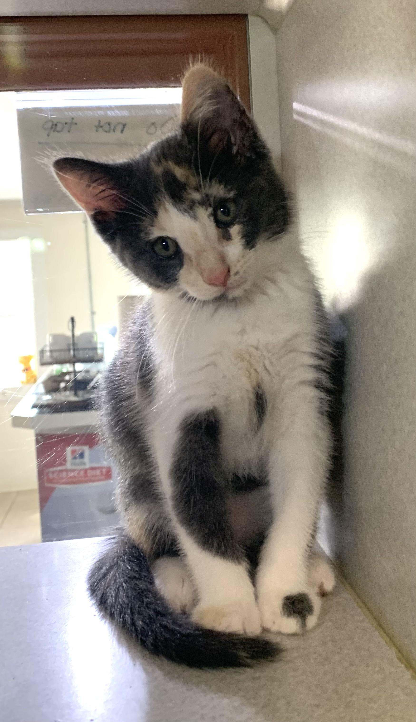 Matcha, a ADOPTABLE mixed breed in Massena, NY image 1/3