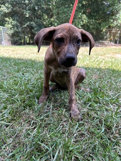 Carrie, Adoptable, Puppy Female Terrier & Mixed Breed.