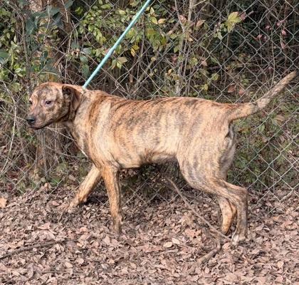 Carrie, a Adoptable mixed breed in Moultrie, GA image 2/2