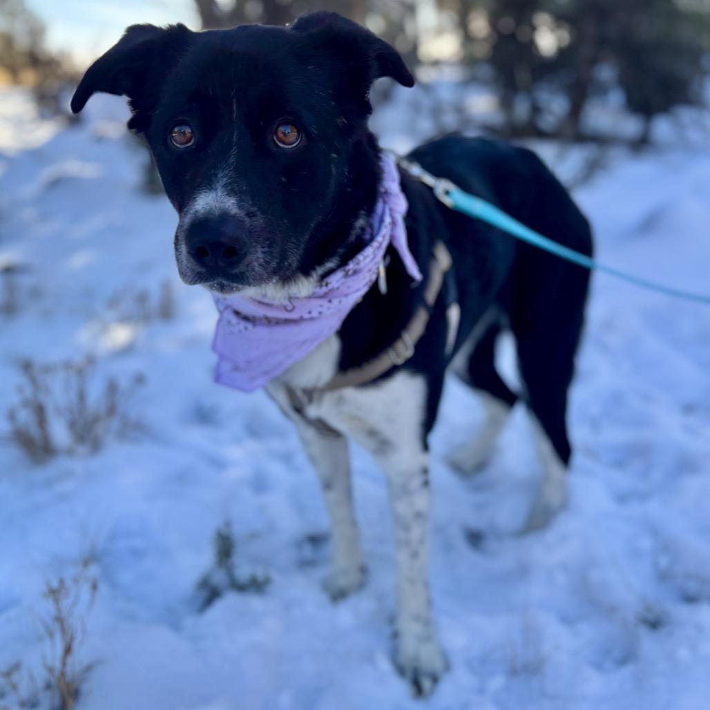 Enlarge Emme, a Adoptable Border Collie in Glenwood Springs, CO image 1/6
