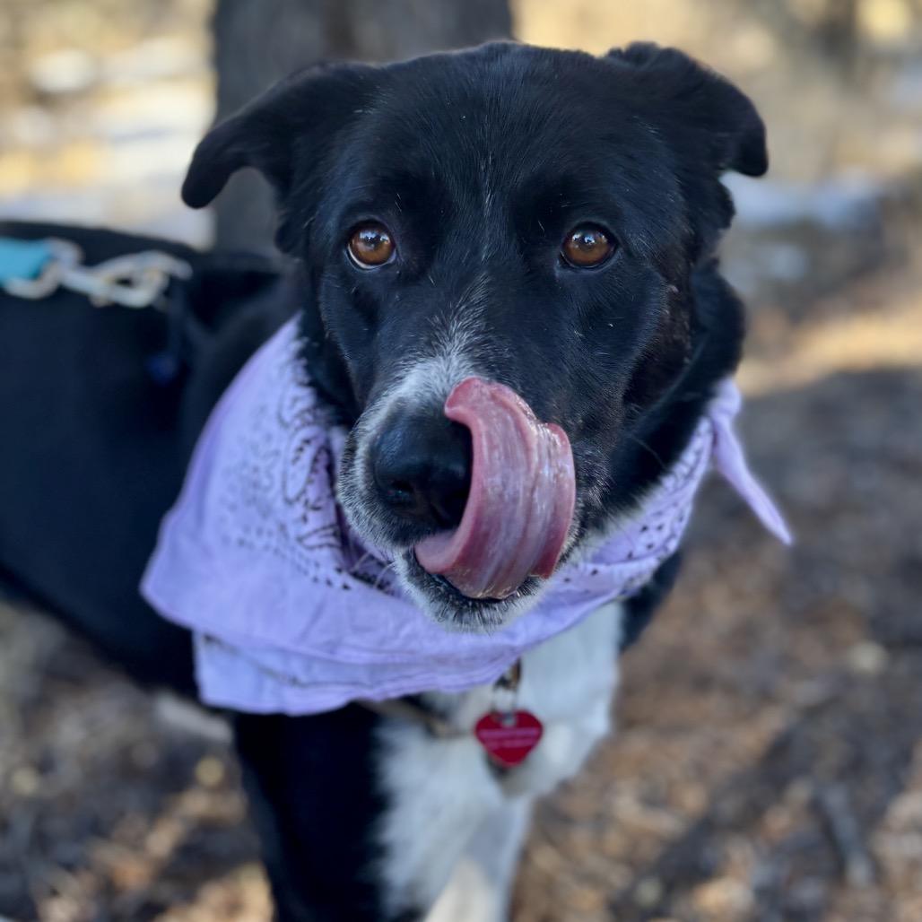 Enlarge Emme, a Adoptable Border Collie in Glenwood Springs, CO image 2/6