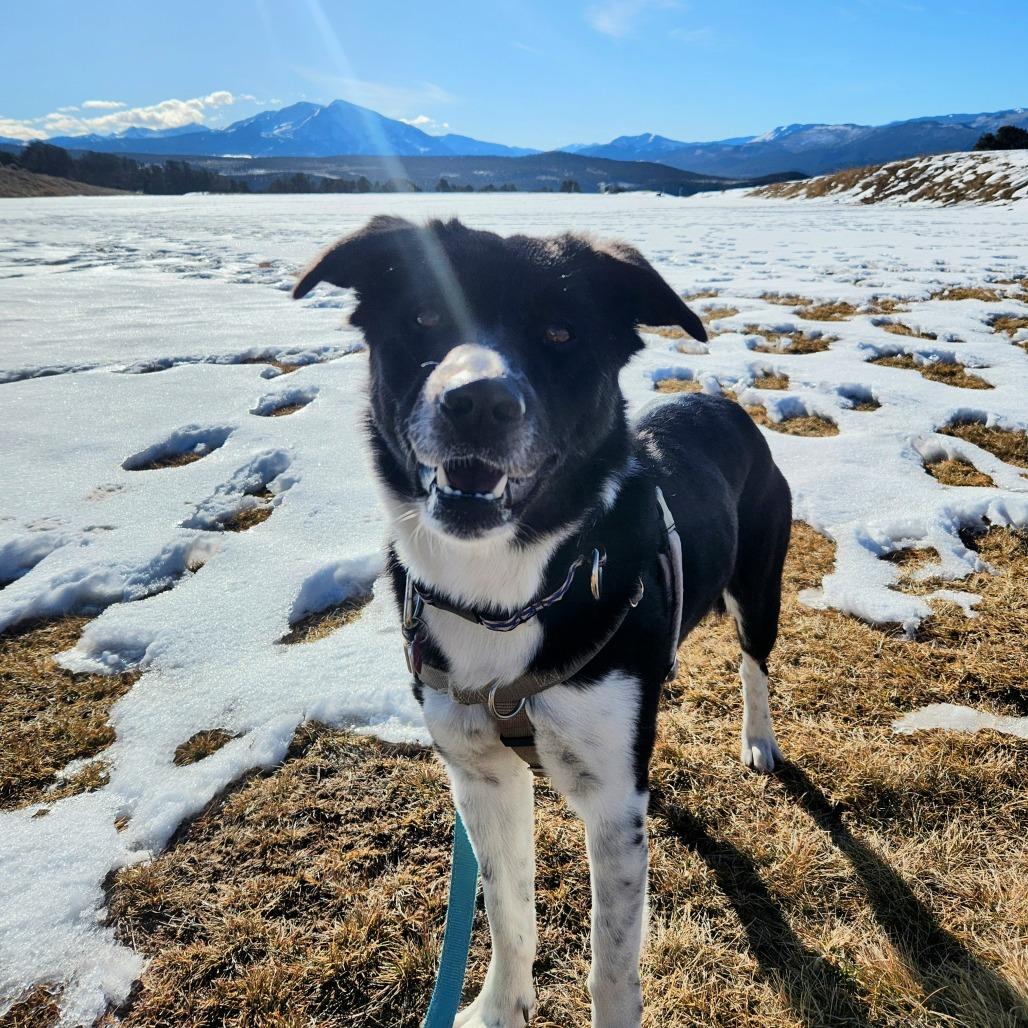 Emme, a Adoptable Border Collie in Glenwood Springs, CO image 2/6