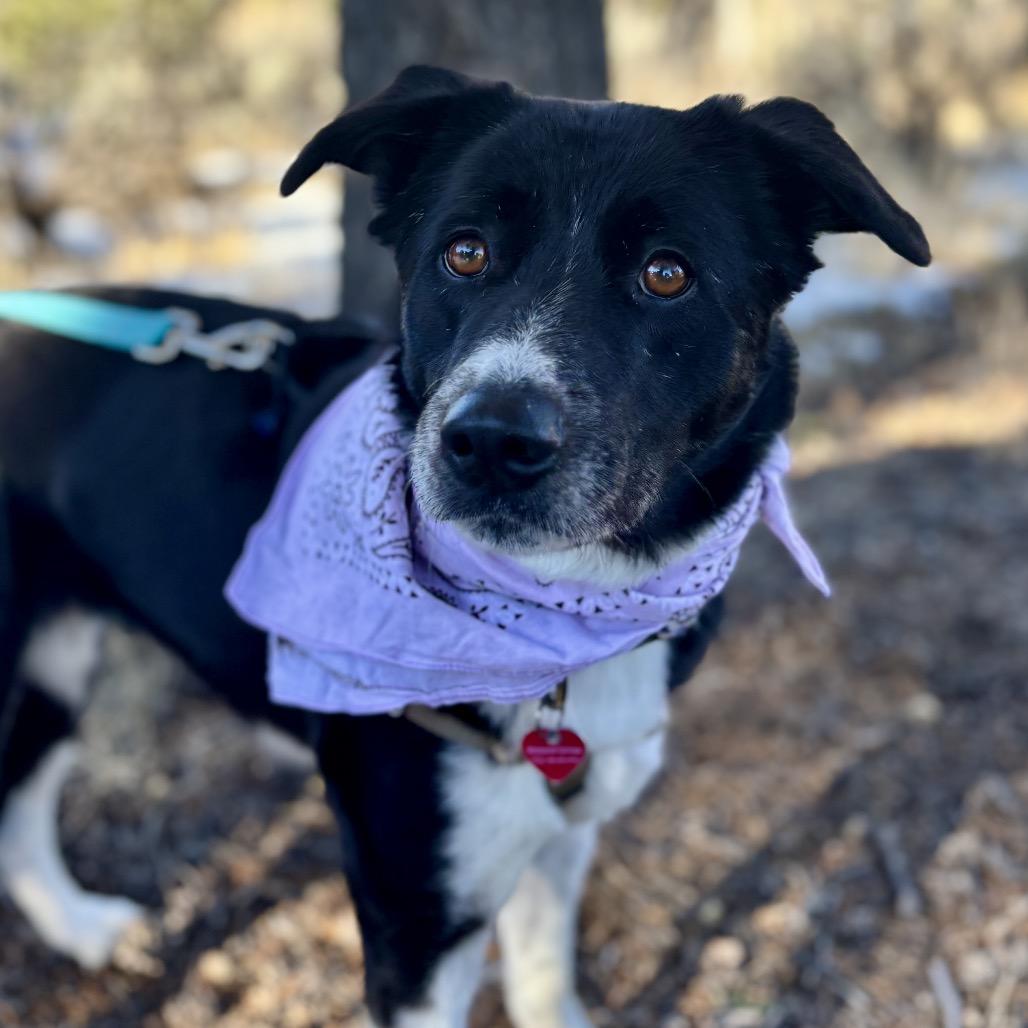 Enlarge Emme, a Adoptable Border Collie in Glenwood Springs, CO image 4/6