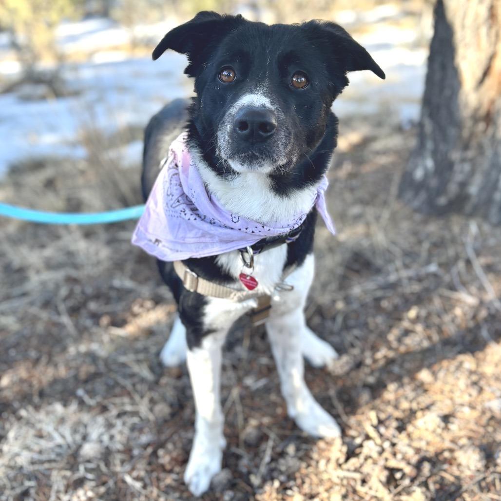 Enlarge Emme, a Adoptable Border Collie in Glenwood Springs, CO image 6/6