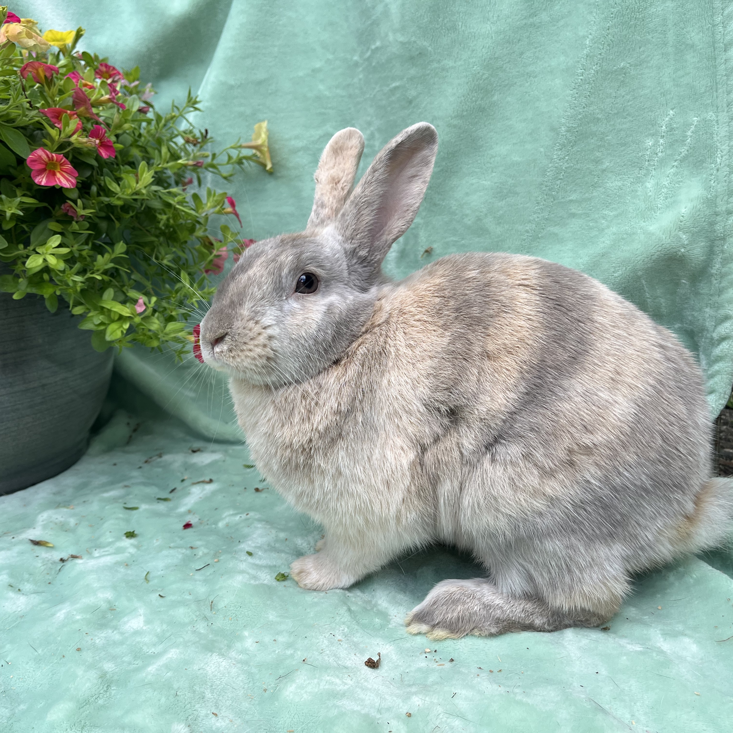 Enlarge Frankie, a Adoptable Palomino in Indianapolis, IN image 5/5