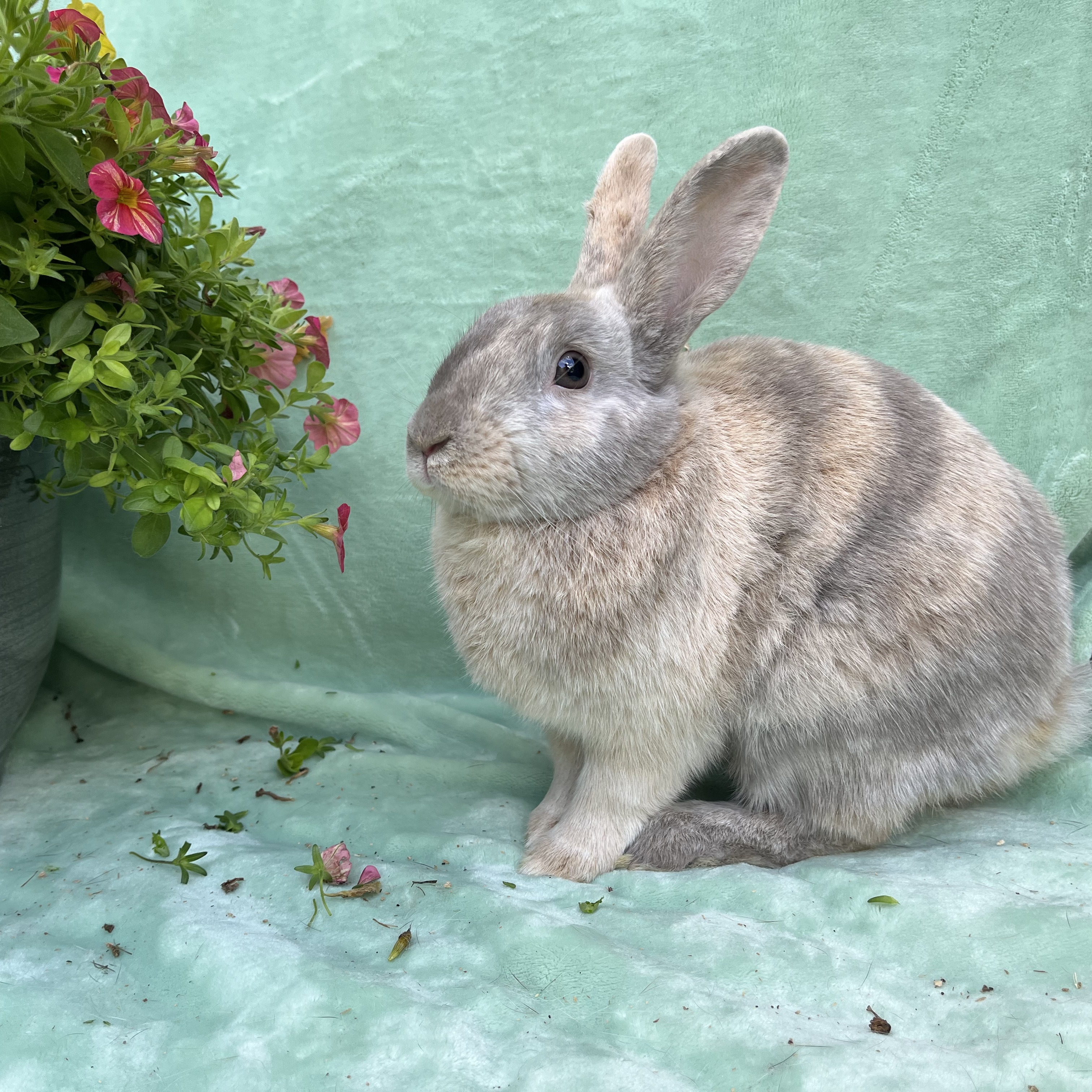 Enlarge Frankie, a Adoptable Palomino in Indianapolis, IN image 3/5