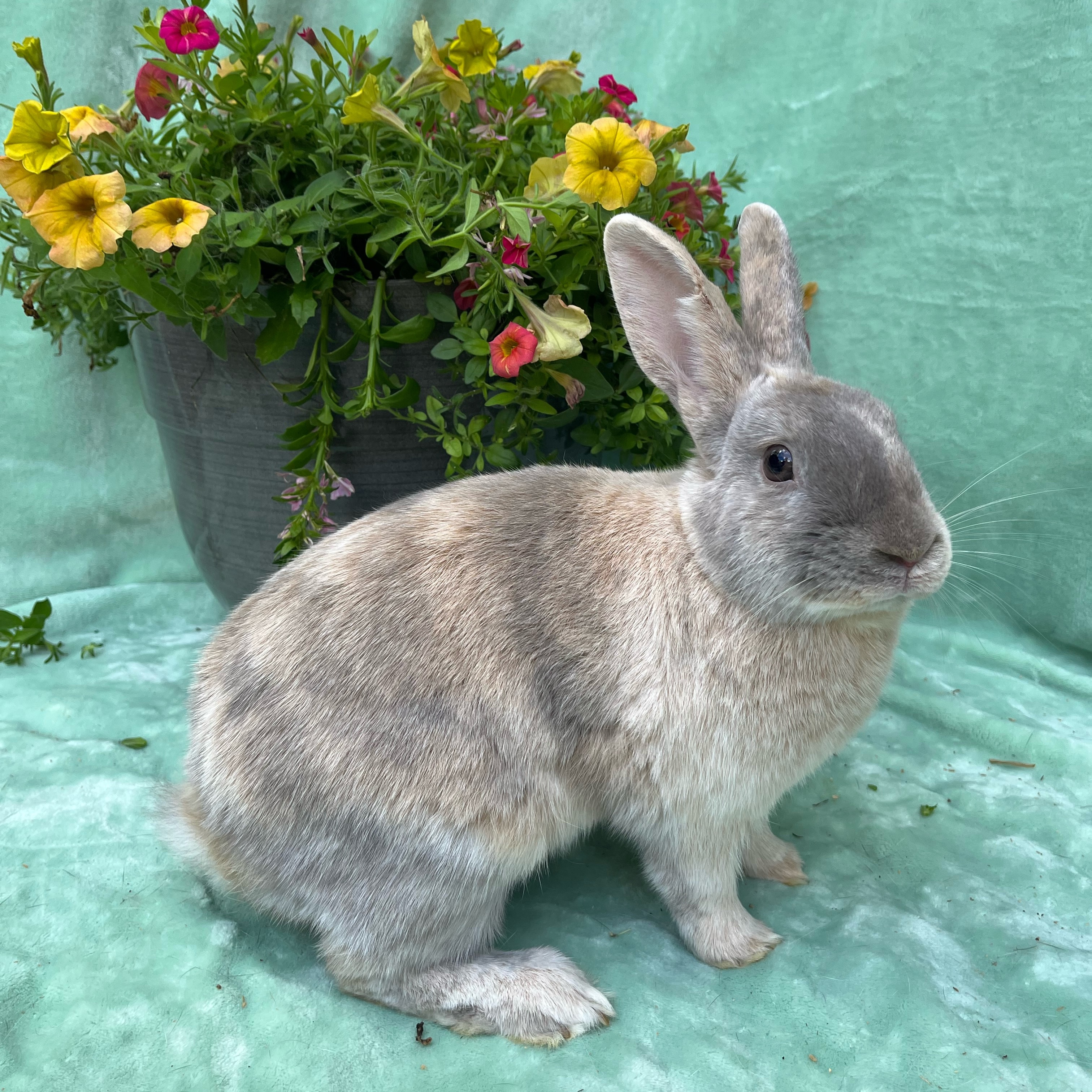 Enlarge Frankie, a Adoptable Palomino in Indianapolis, IN image 1/5
