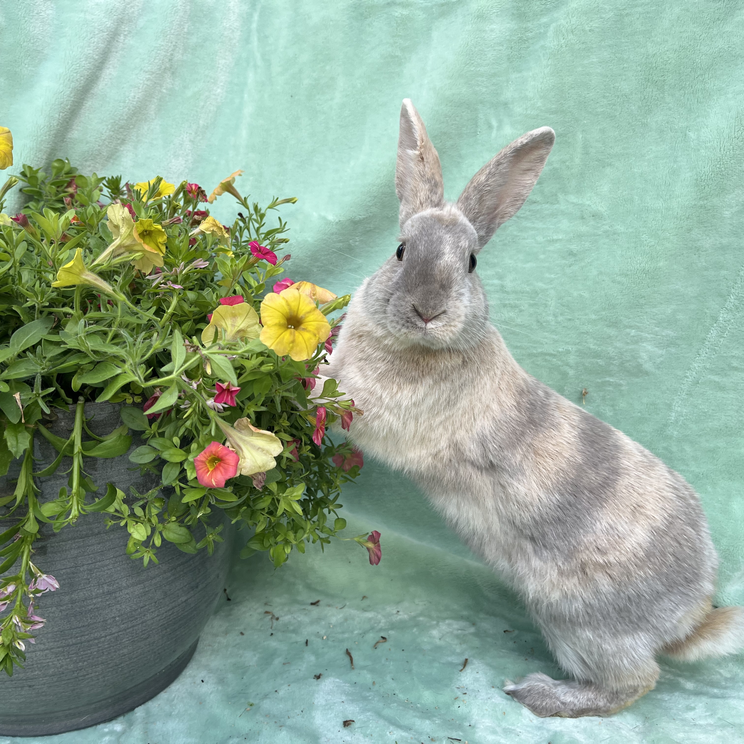 Enlarge Frankie, a Adoptable Palomino in Indianapolis, IN image 4/5