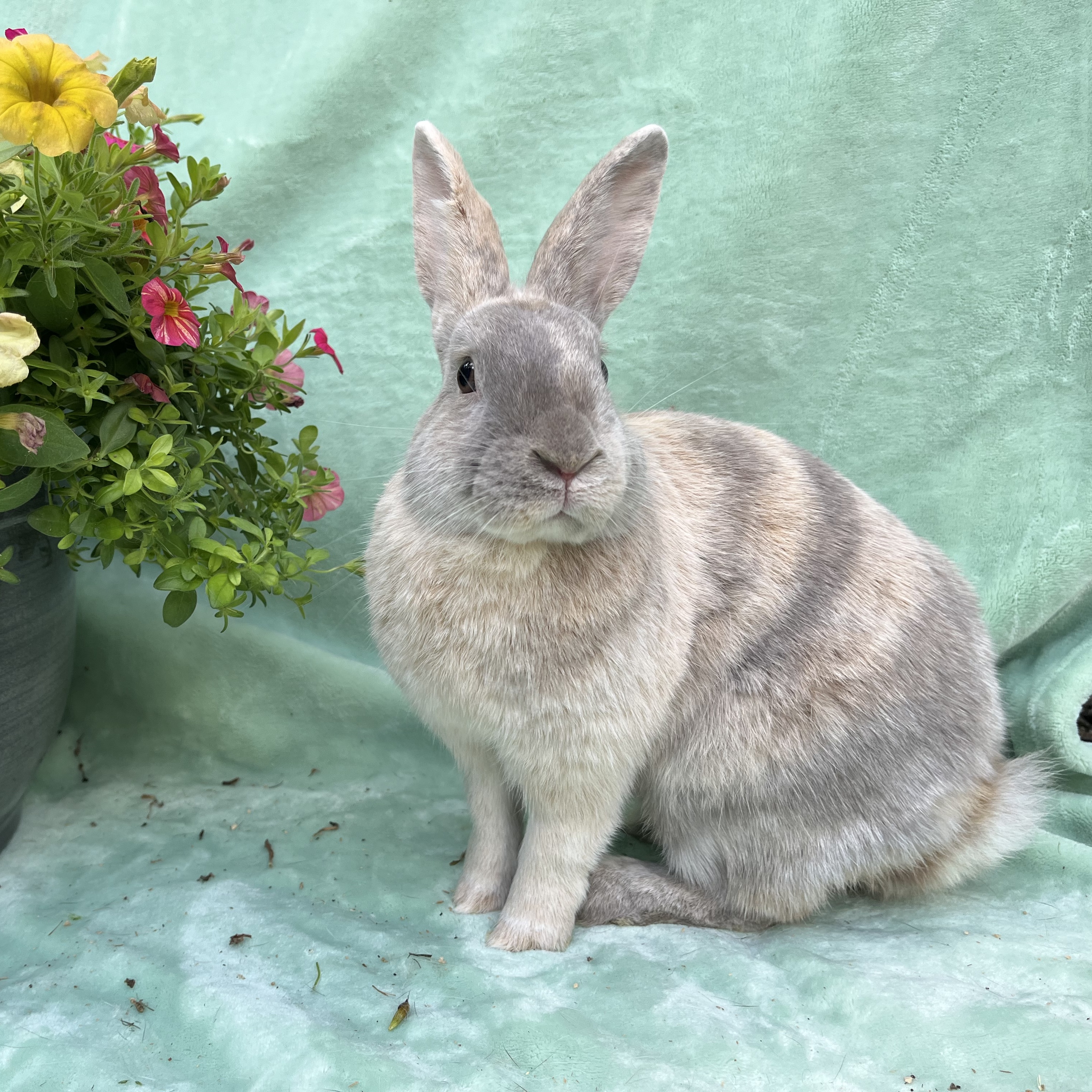 Enlarge Frankie, a Adoptable Palomino in Indianapolis, IN image 2/5