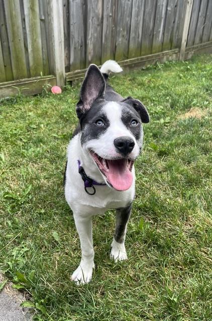 Baa Baa, Adoptable, Puppy Female English Bulldog & American Bully.