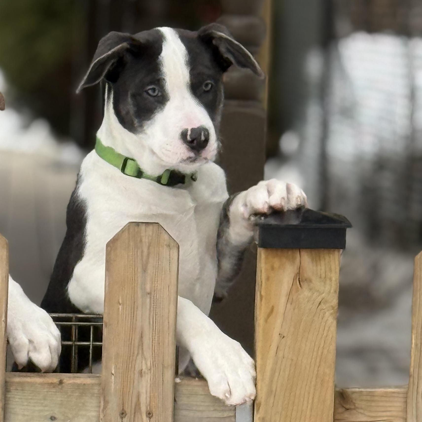Baa Baa, Adoptable, Puppy Female English Bulldog & American Bulldog.