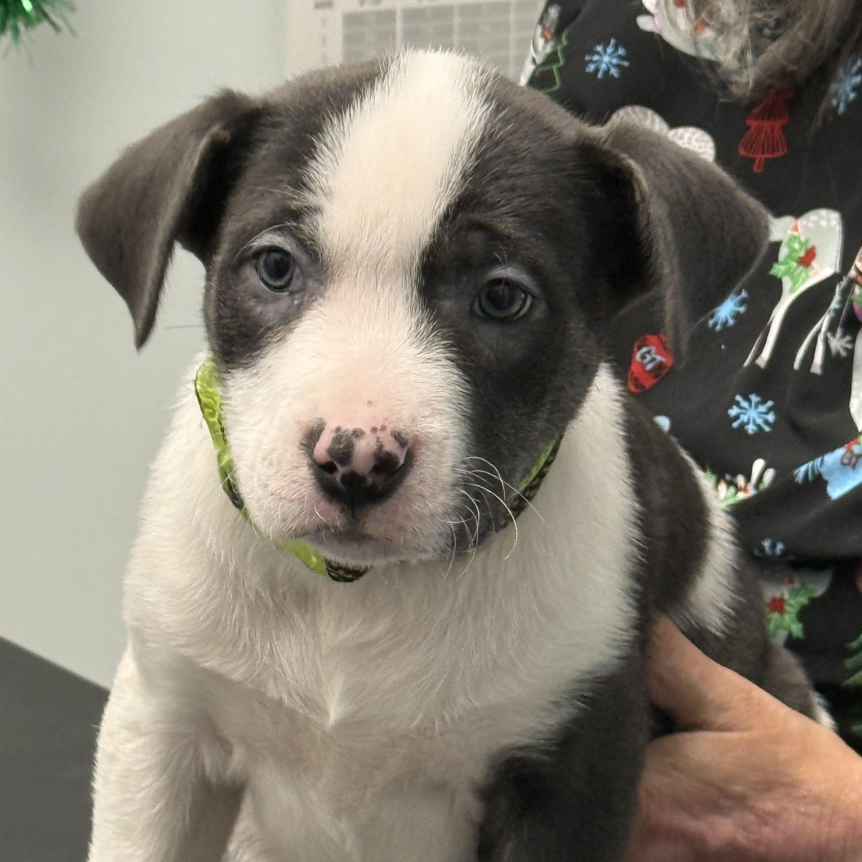 Enlarge Baa Baa, a Adoptable mixed breed in Scarborough, ON image 2/6
