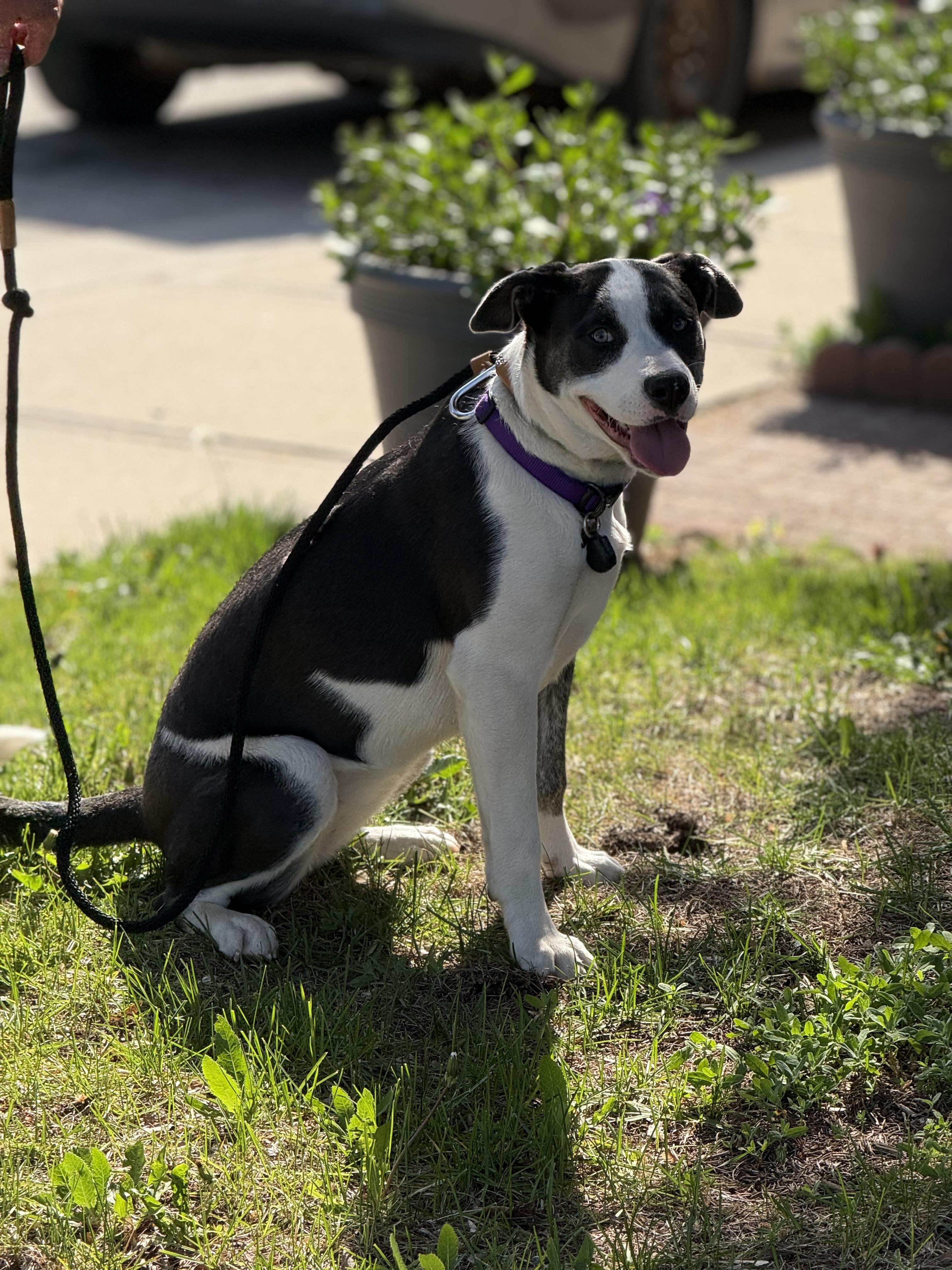Baa Baa, Adoptable, Puppy Female English Bulldog & American Bully.