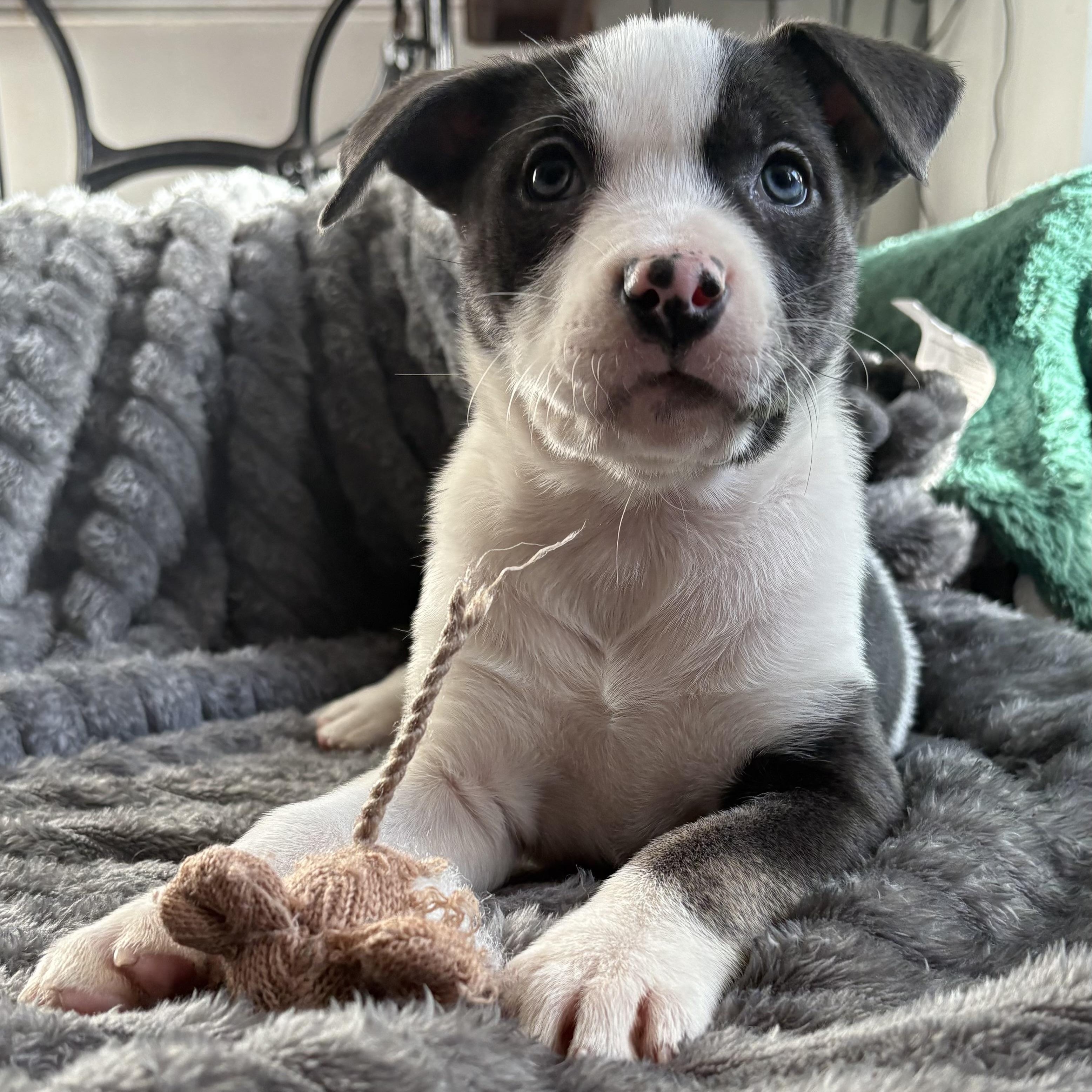 Baa Baa, Adoptable, Puppy Female English Bulldog & American Bulldog.
