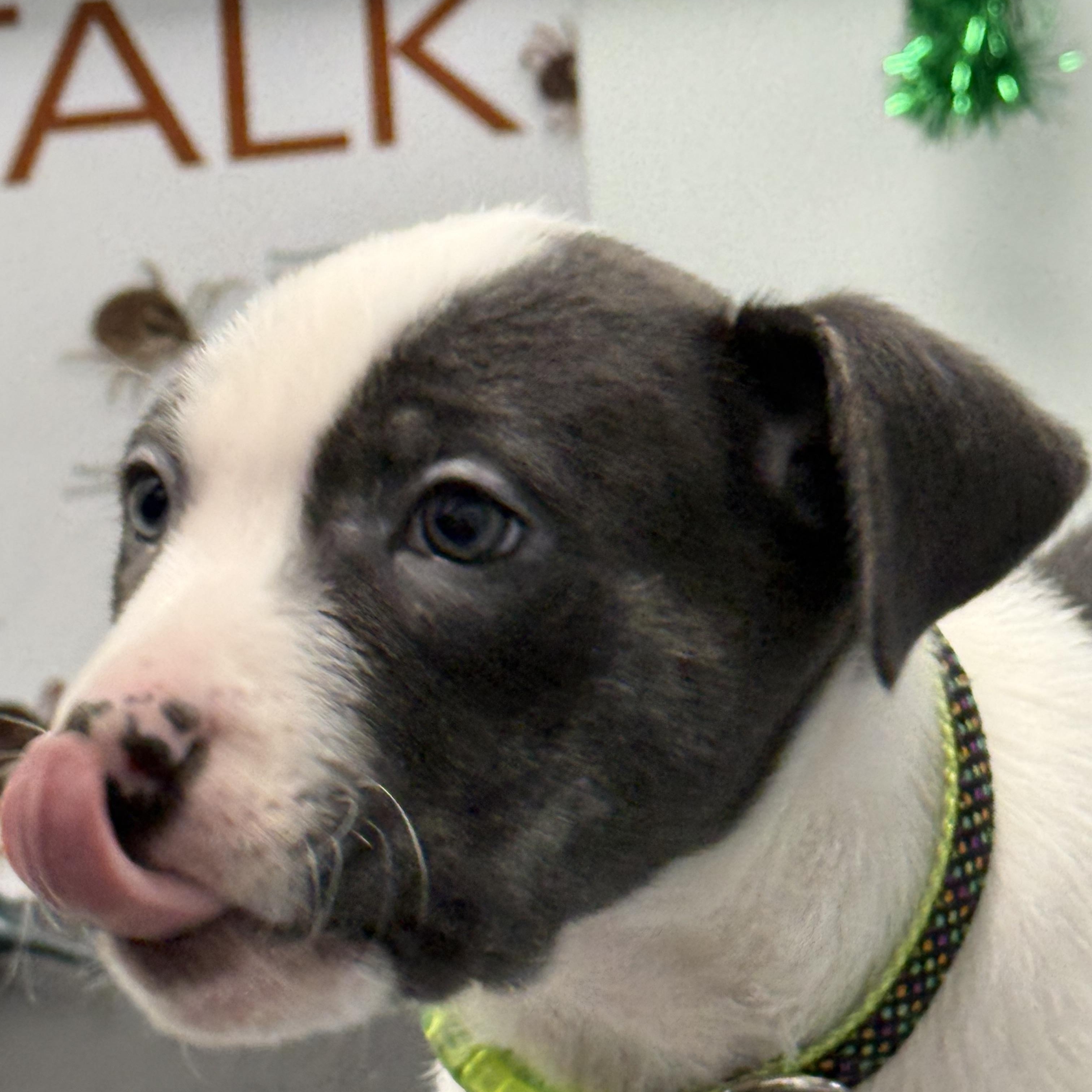 Enlarge Baa Baa, a Adoptable mixed breed in Scarborough, ON image 5/6