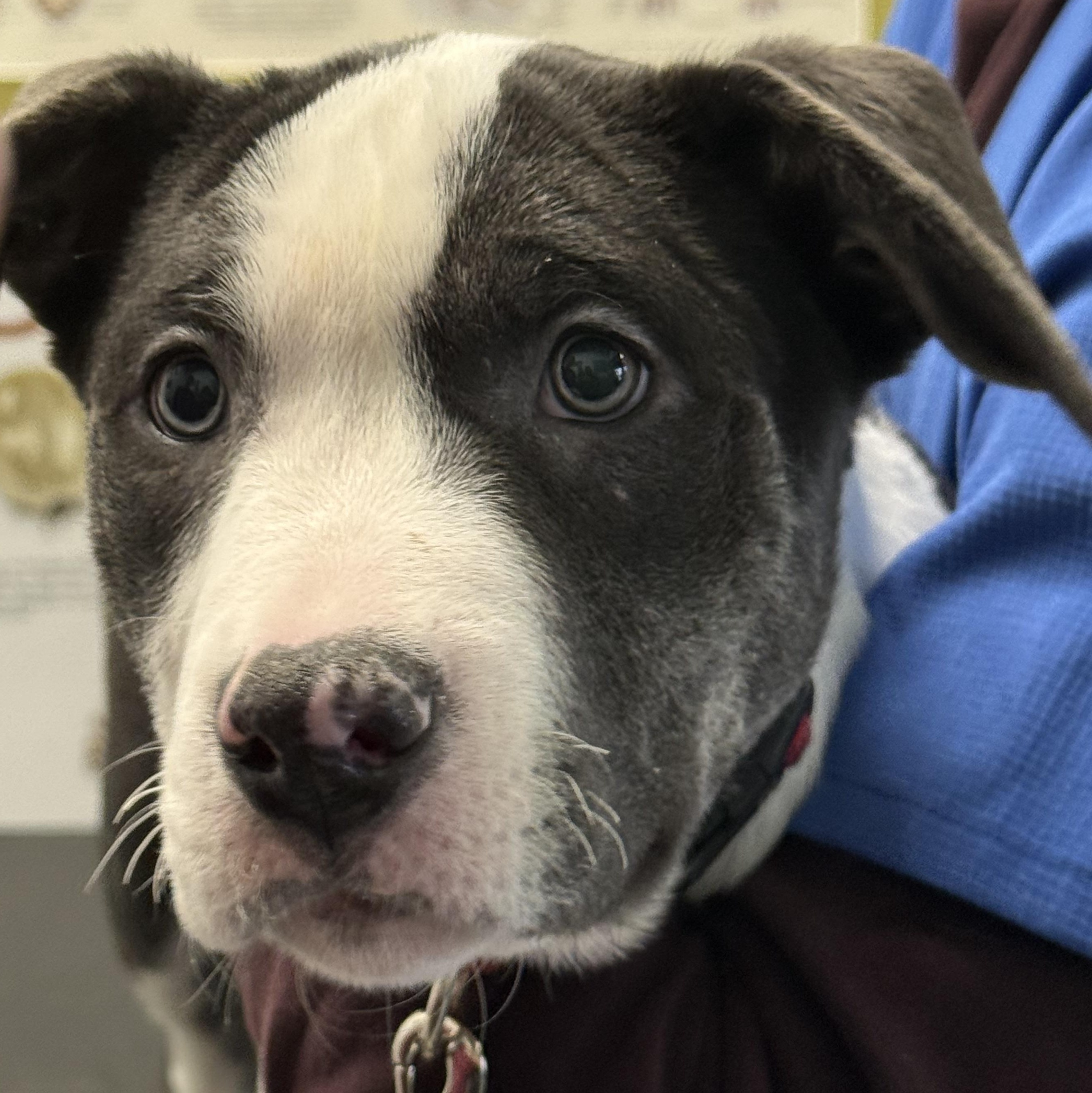 Baa Baa, a Adoptable mixed breed in Scarborough, ON image 2/6